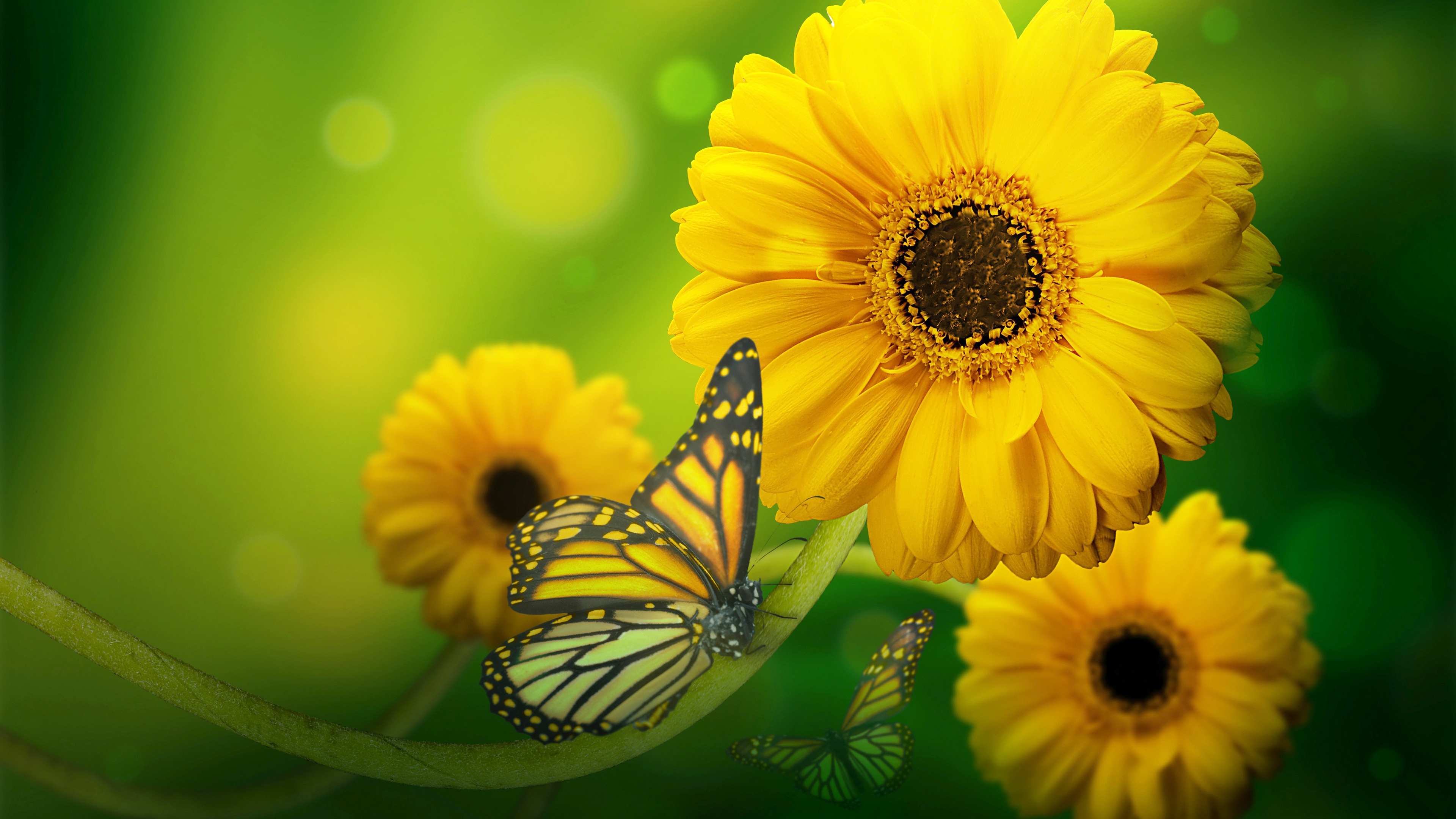 Yellow Flowers With Butterfly Wallpaper - HD Wallpaper 