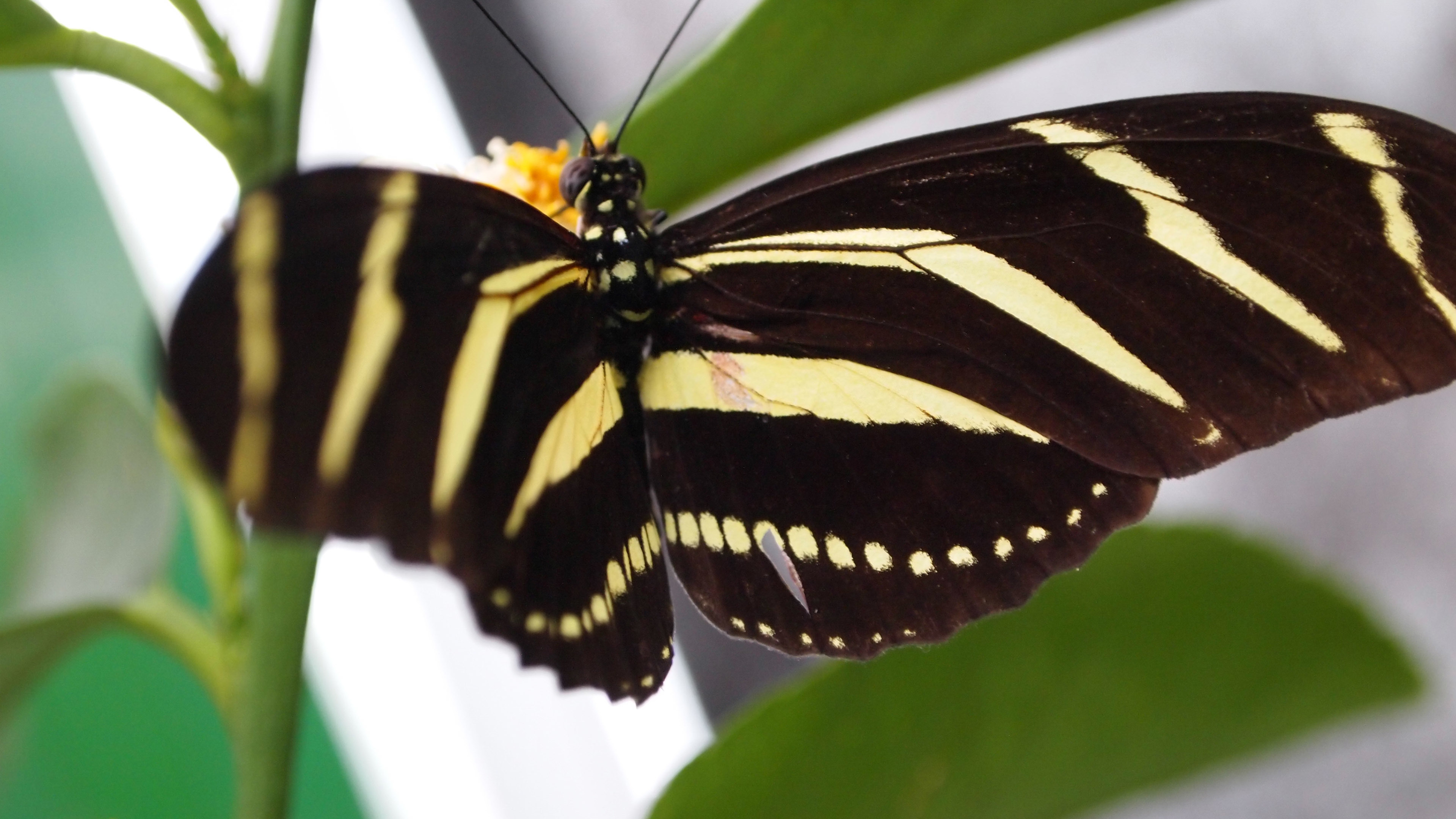 Hortus Botanicus - HD Wallpaper 