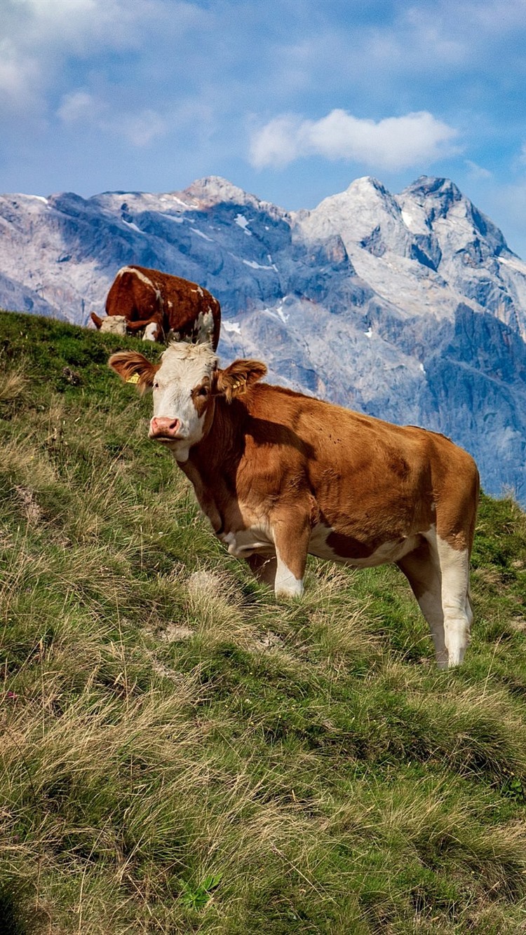 Iphone Wallpaper Austria, Cows, Mountains, Grass, Slope - Dairy Cow -  750x1334 Wallpaper 