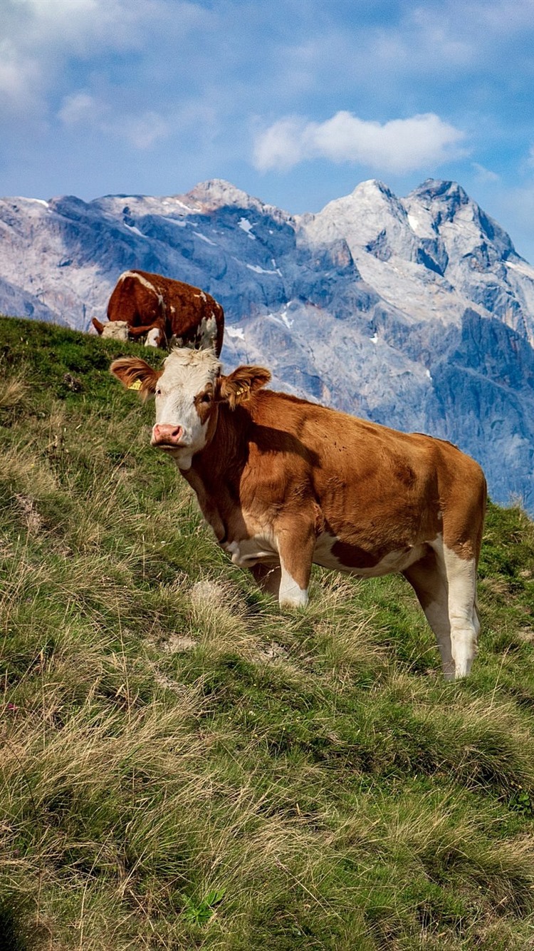 Iphone Wallpaper Austria, Cows, Mountains, Grass, Slope - Dairy Cow - 750x1334 Wallpaper Iphone Wallpaper Austria, Cows, Mountains, Grass, Slope - Dairy Cow - 750x1334 Wallpaper
