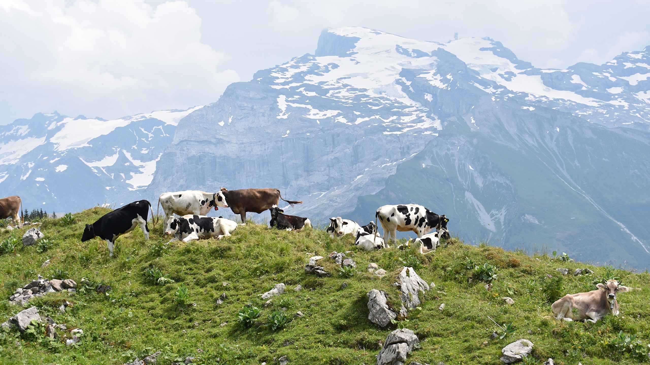 Grassland And Mountains Animals - HD Wallpaper 