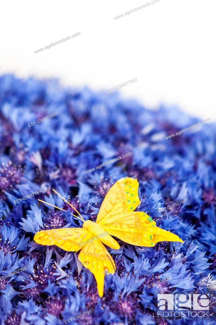 Spring Flowers Blue Cornflower With Yellow Butterfly - Maple Leaf - HD Wallpaper 