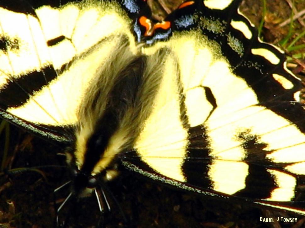 Black Yellow Butterfly Wallpaper,danieltowsey Hd Wallpaper,black - American Painted Lady - HD Wallpaper 