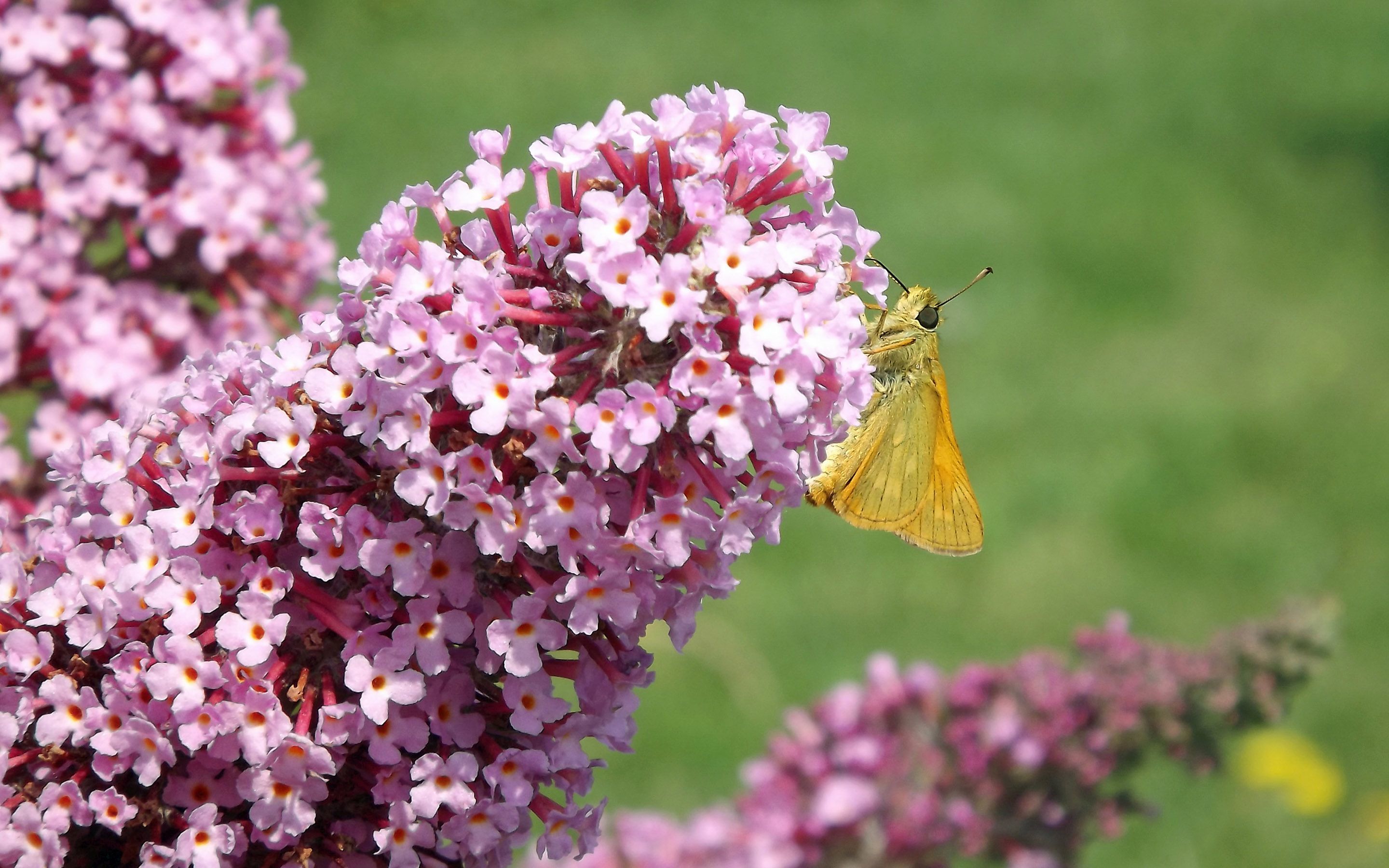 Lilac - HD Wallpaper 