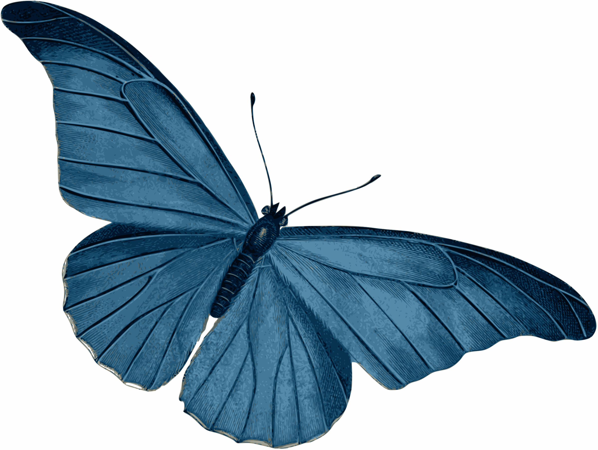 Blue Butterfly Vector - HD Wallpaper 