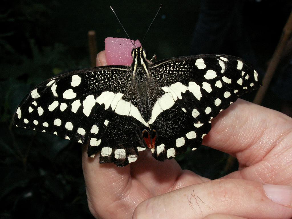 Callaway Gardens - HD Wallpaper 