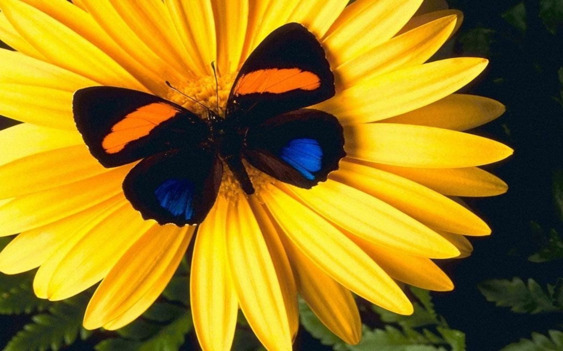 Beautiful Wallpaper Of Butterflies - HD Wallpaper 