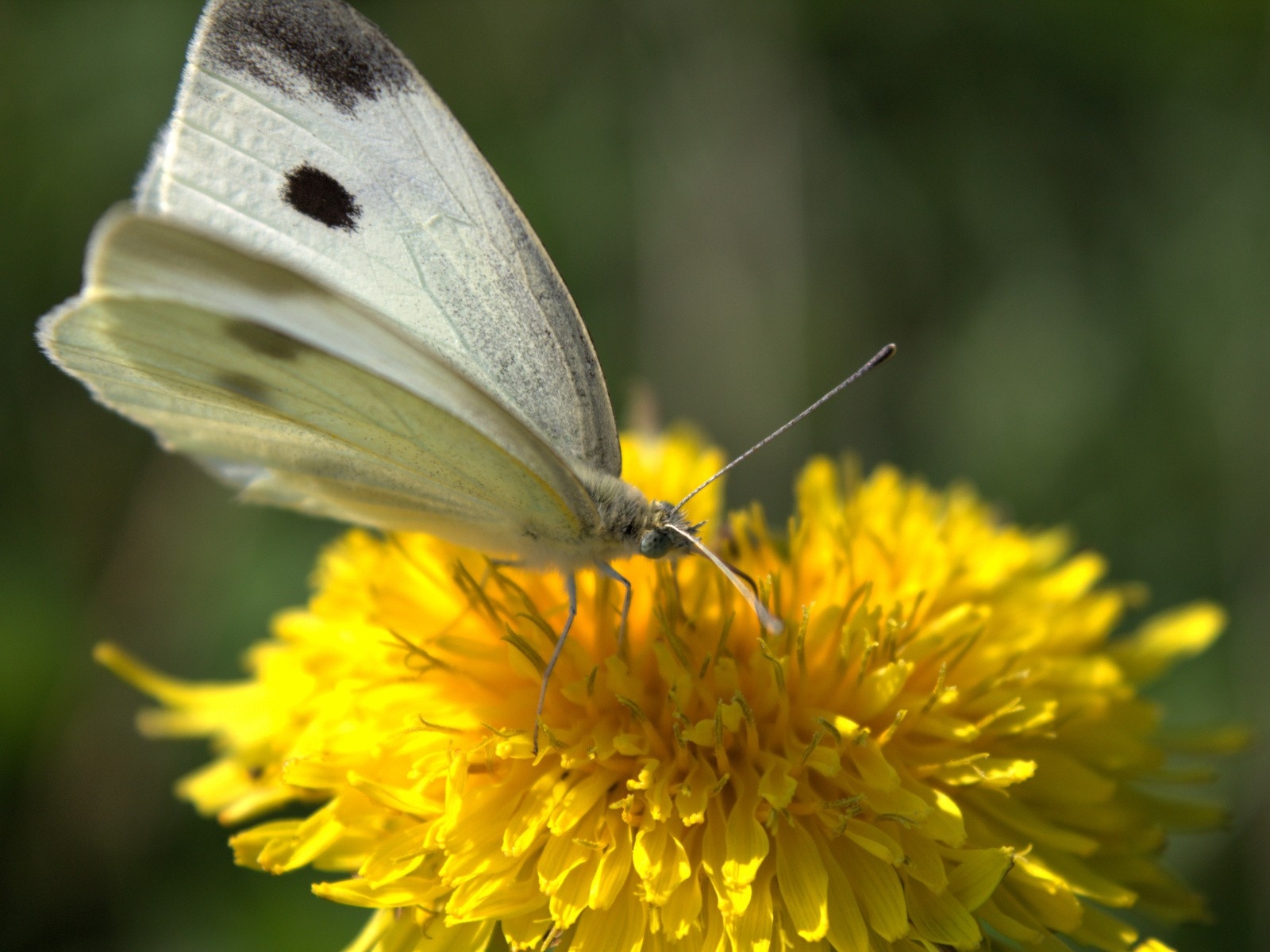 Large White - HD Wallpaper 