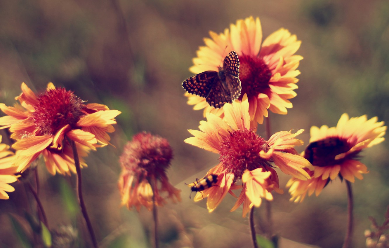 Photo Wallpaper Summer, Butterfly, Heat, Flowers, Marigolds, - Vintage Butterfly Wallpaper Desktop - HD Wallpaper 