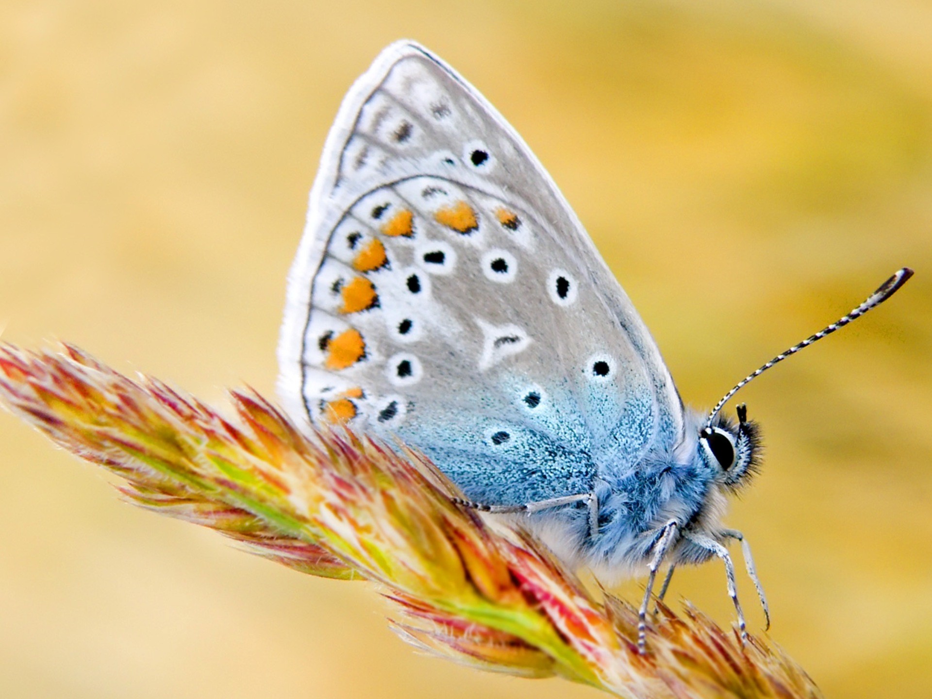 Blue And White Butterfly - Mobile Wallpapers For Samsung Galaxy S3 - HD Wallpaper 
