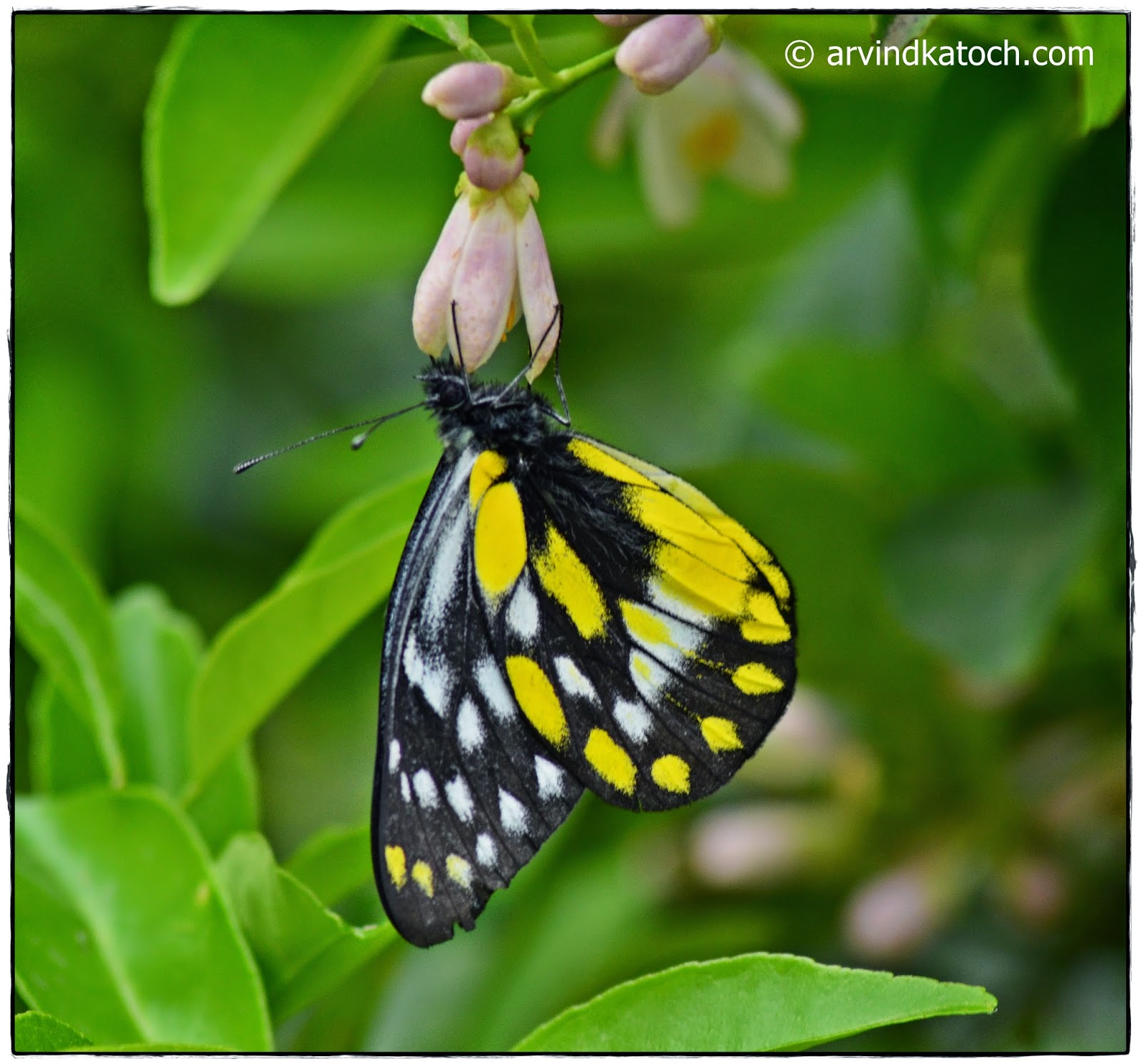 Wallpaper, Himalayan Butterfly, Download - Brush-footed Butterfly - HD Wallpaper 