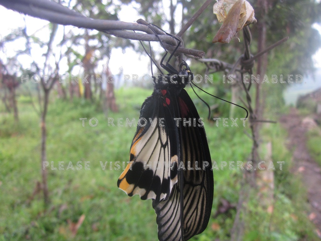 New Butterfly Kupu-kupu Black Ade Beautiful - Swallowtail Butterfly - HD Wallpaper 