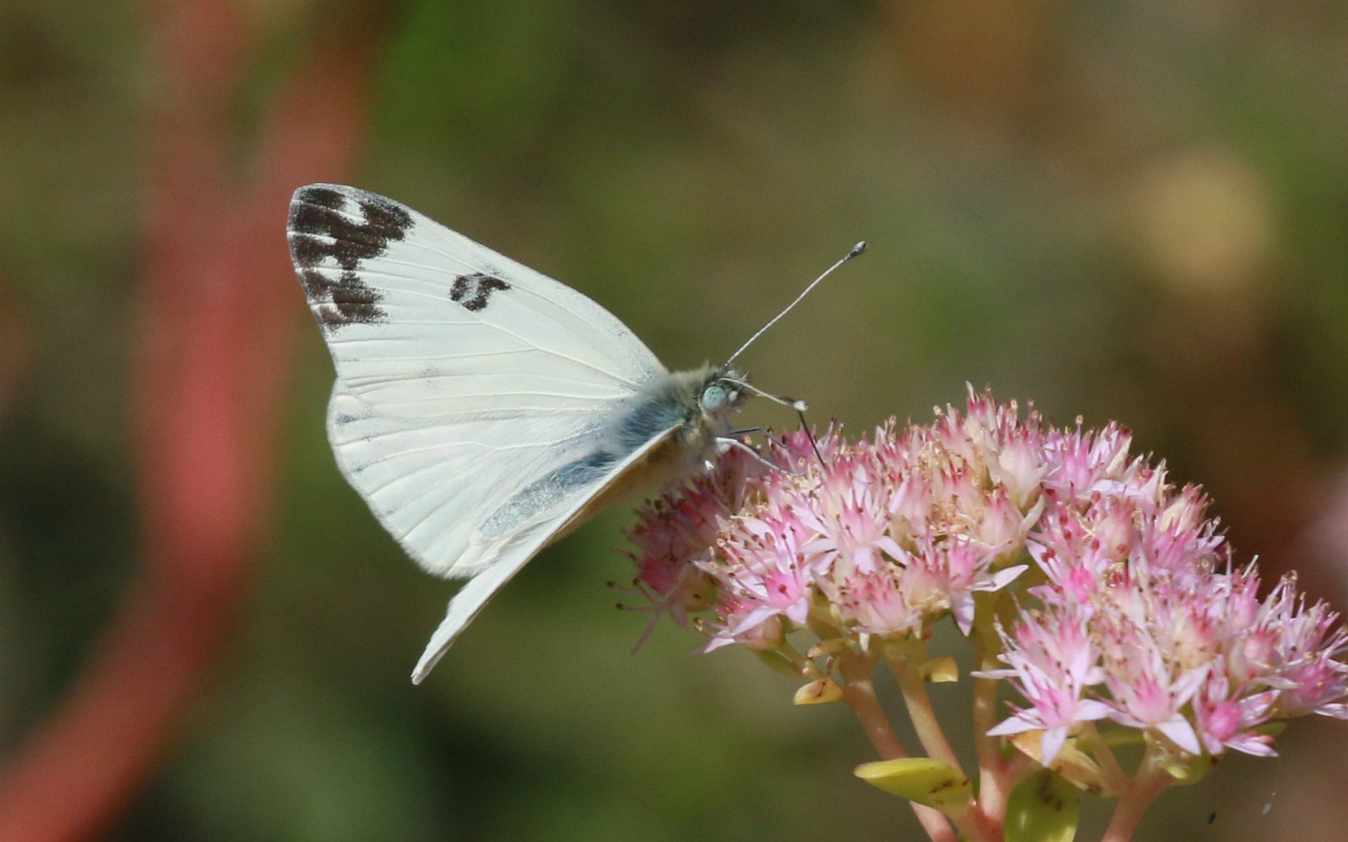 Wallpaper White Butterfly, Insect, Pink Little Flowers - Insect - HD Wallpaper 