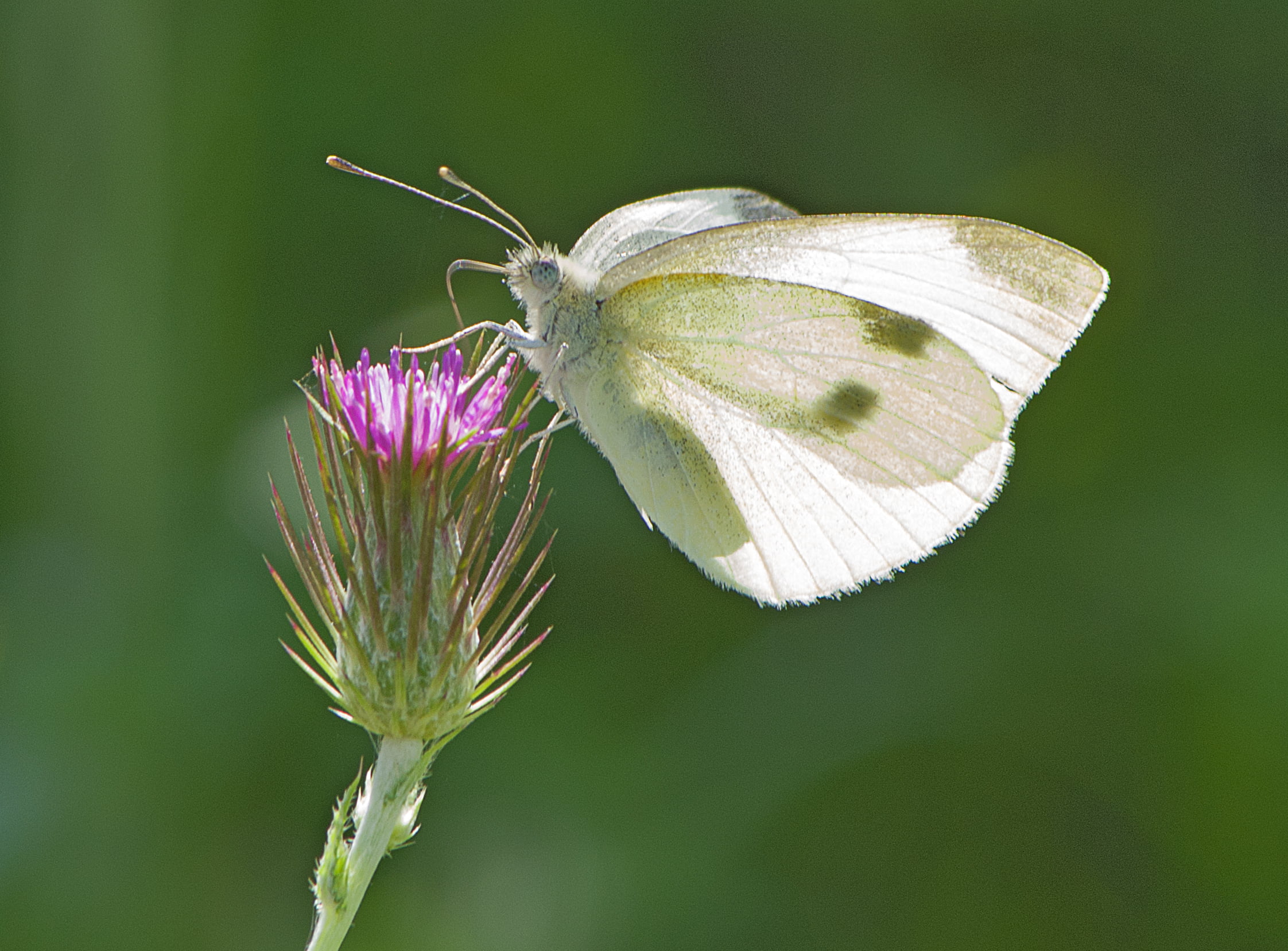 Green-veined White - HD Wallpaper 
