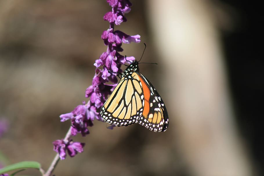 Butterfly, New Zealand, Gisborne, Nature, Insect, Butterfly - Monarch Butterfly - HD Wallpaper 