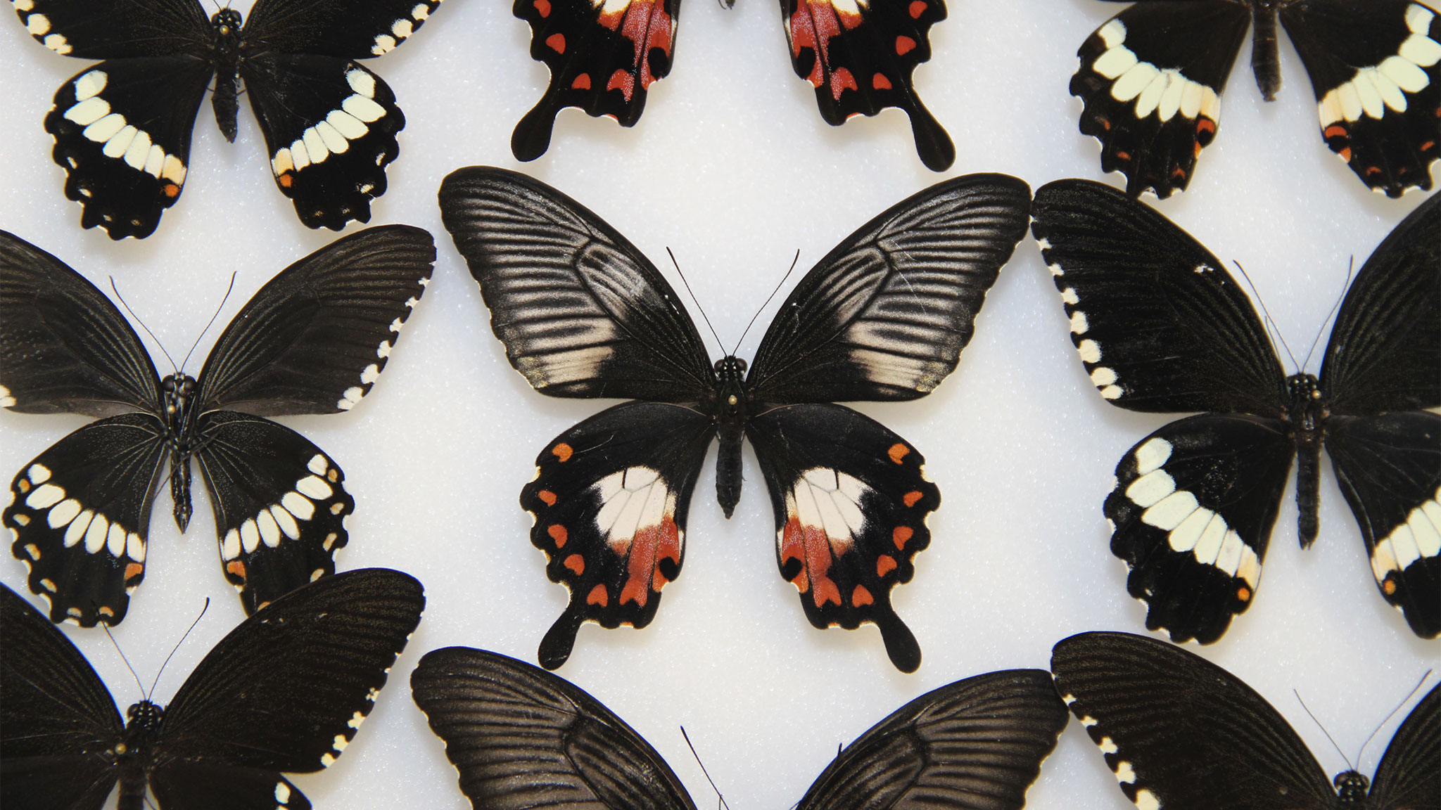 Butterflies - Papilio Polytes - HD Wallpaper 