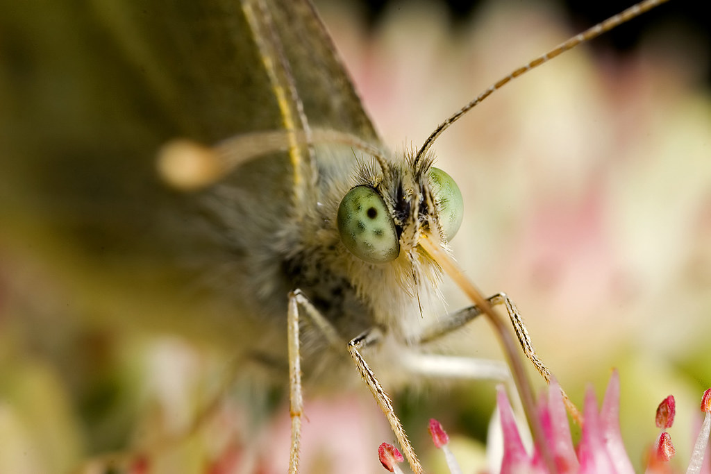 Macro Photography - HD Wallpaper 