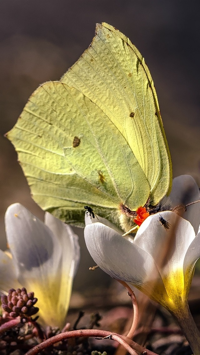 Iphone Wallpaper Spring, White Crocuses, Yellow Butterfly - Yellow Butterfly Iphone - HD Wallpaper 