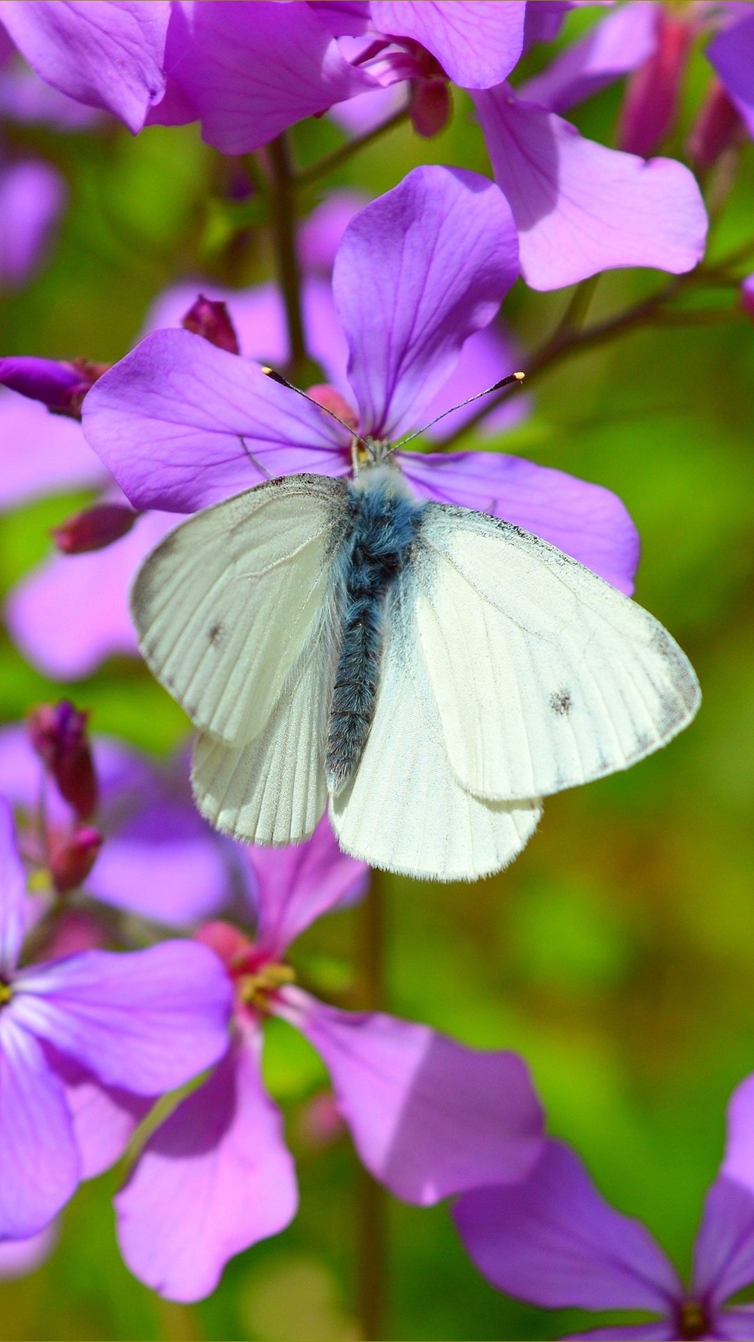 Iphone Wallpaper Purple Flowers, White Butterfly - Flores Moradas Con Mariposa - HD Wallpaper 