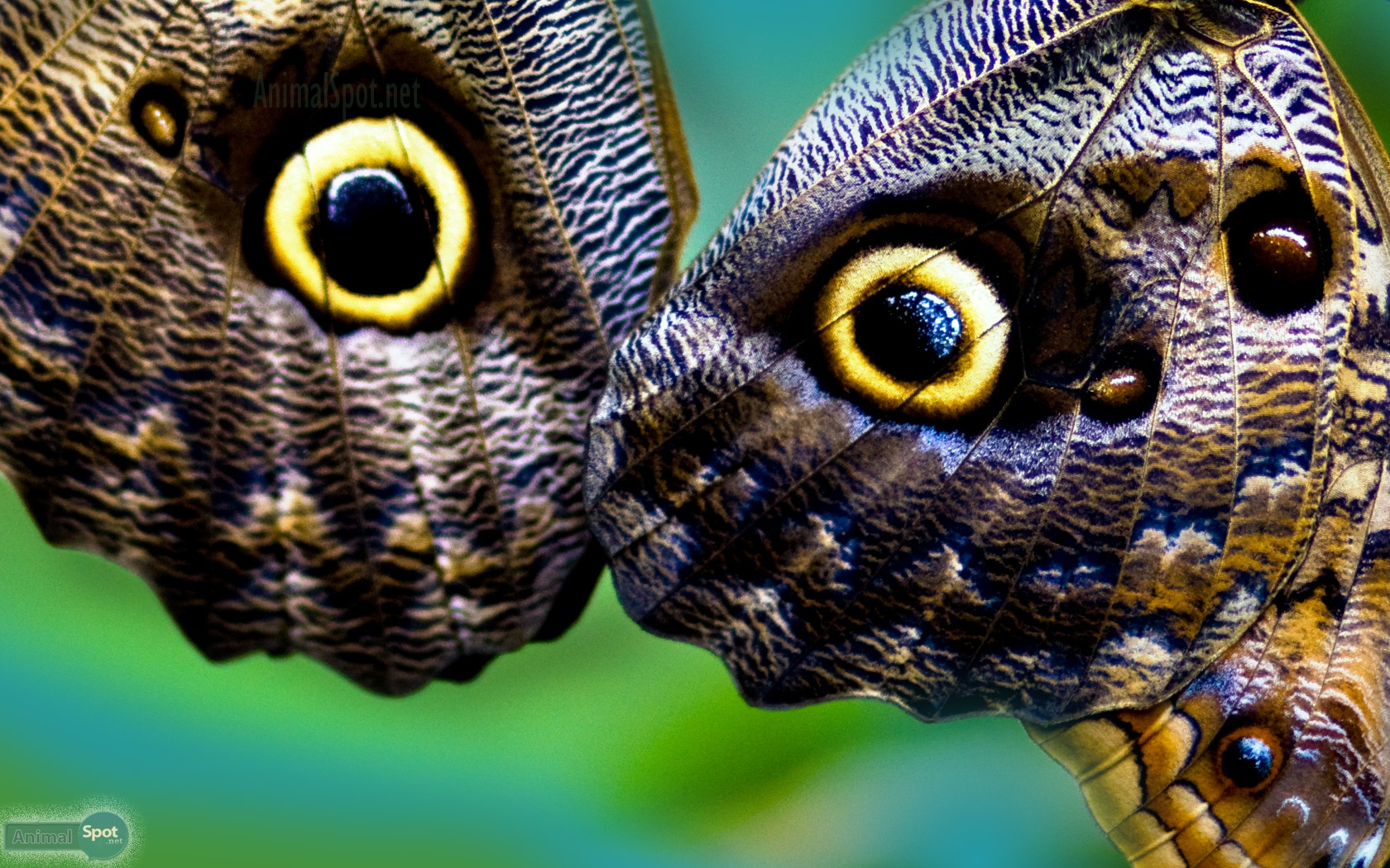 Butterfly Photography Free - HD Wallpaper 