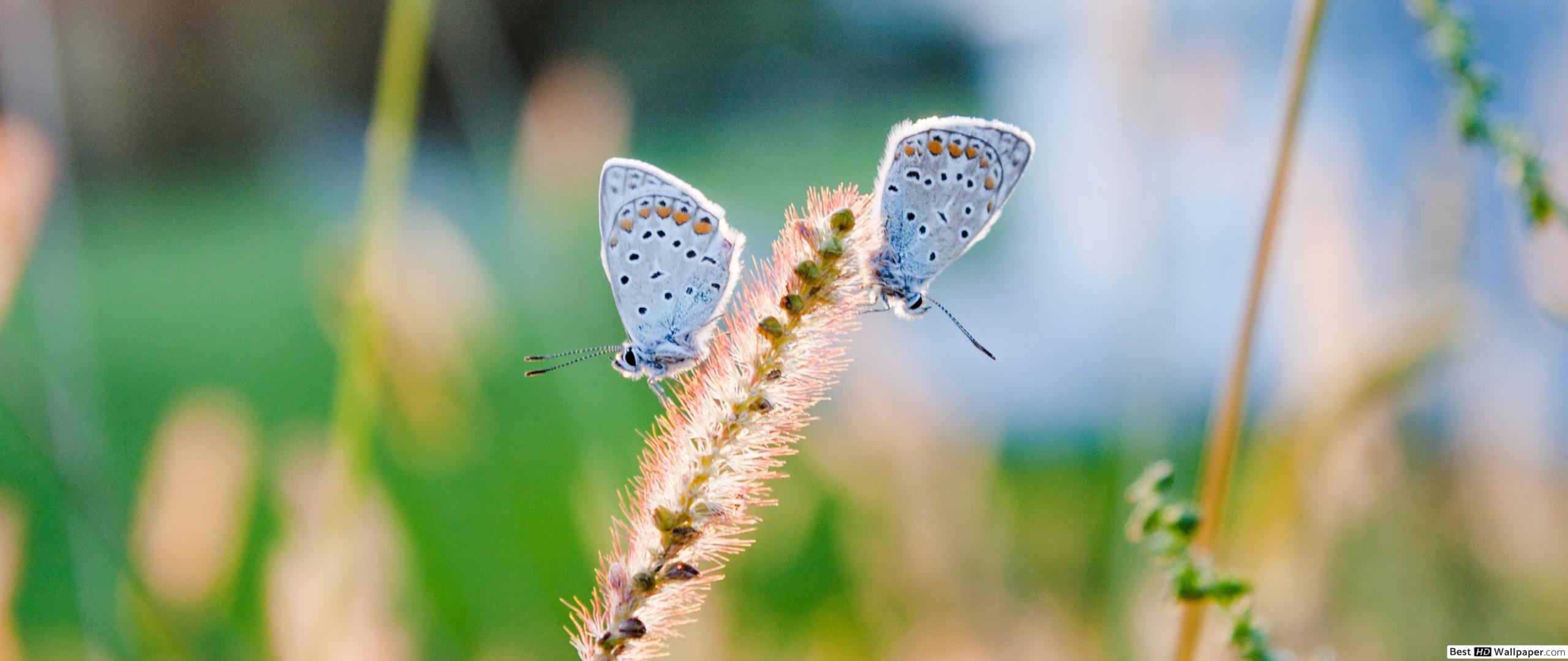 Beyaz Kelebek - HD Wallpaper 