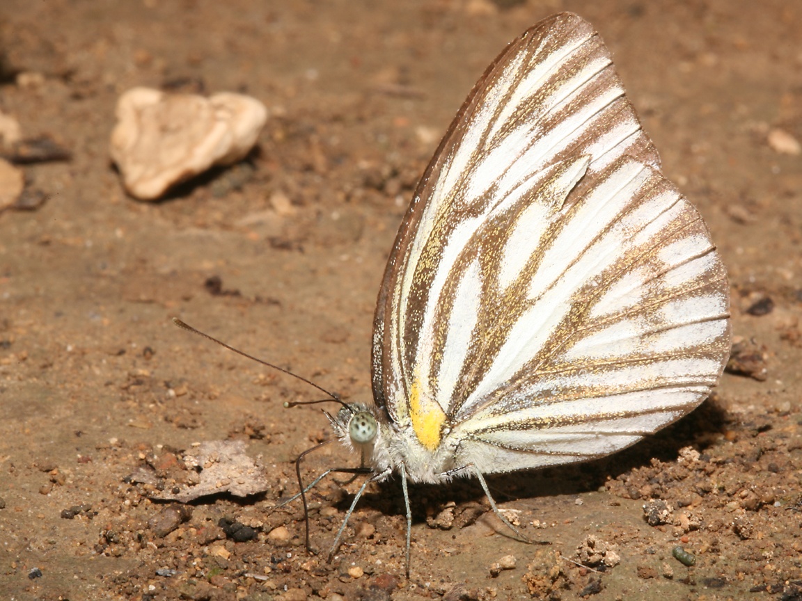 White Butterfly Wallpaper Full Hd - HD Wallpaper 