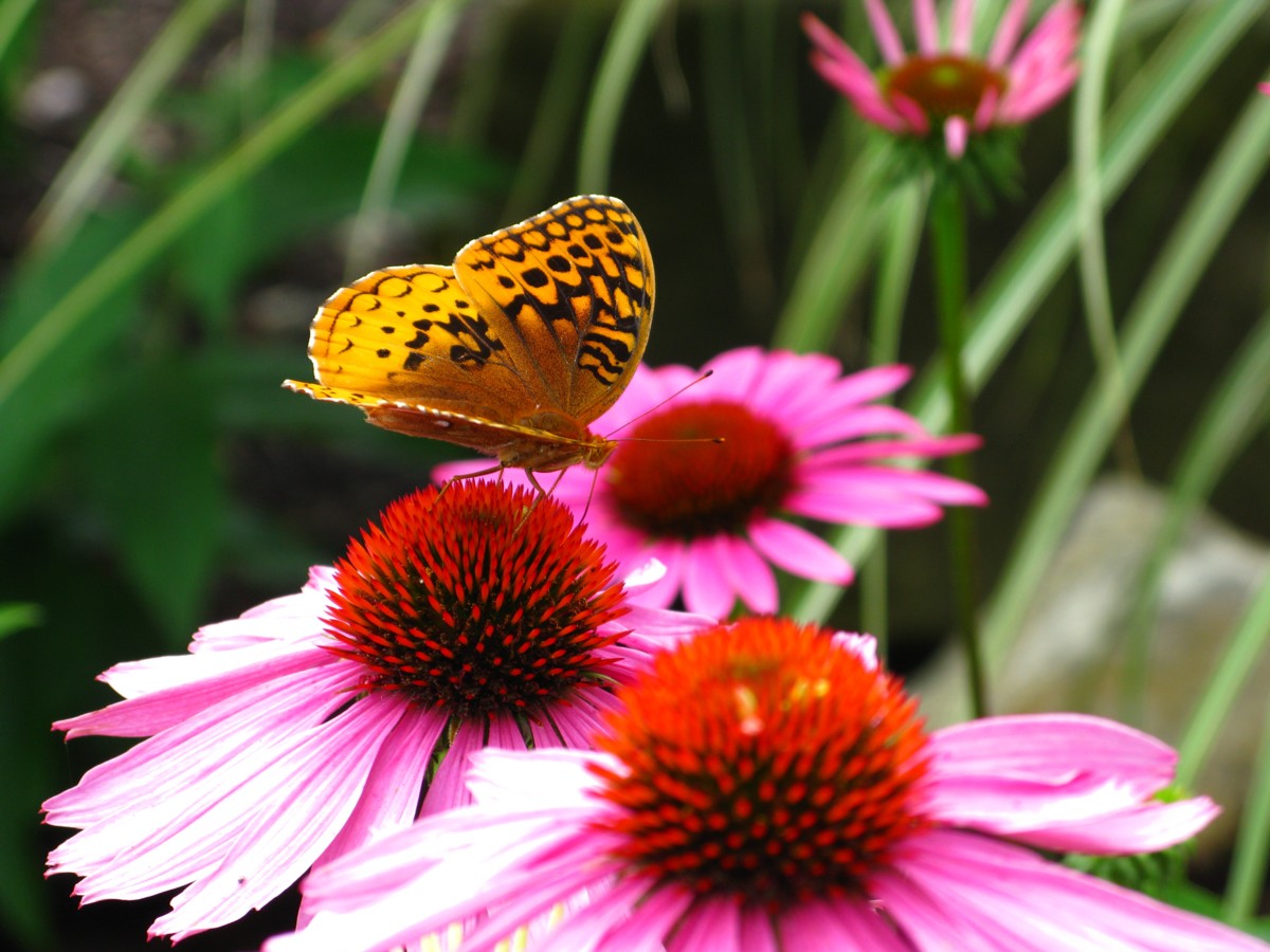 Yellow Butterfly Cone Flowers - Yellow Butterfly - HD Wallpaper 