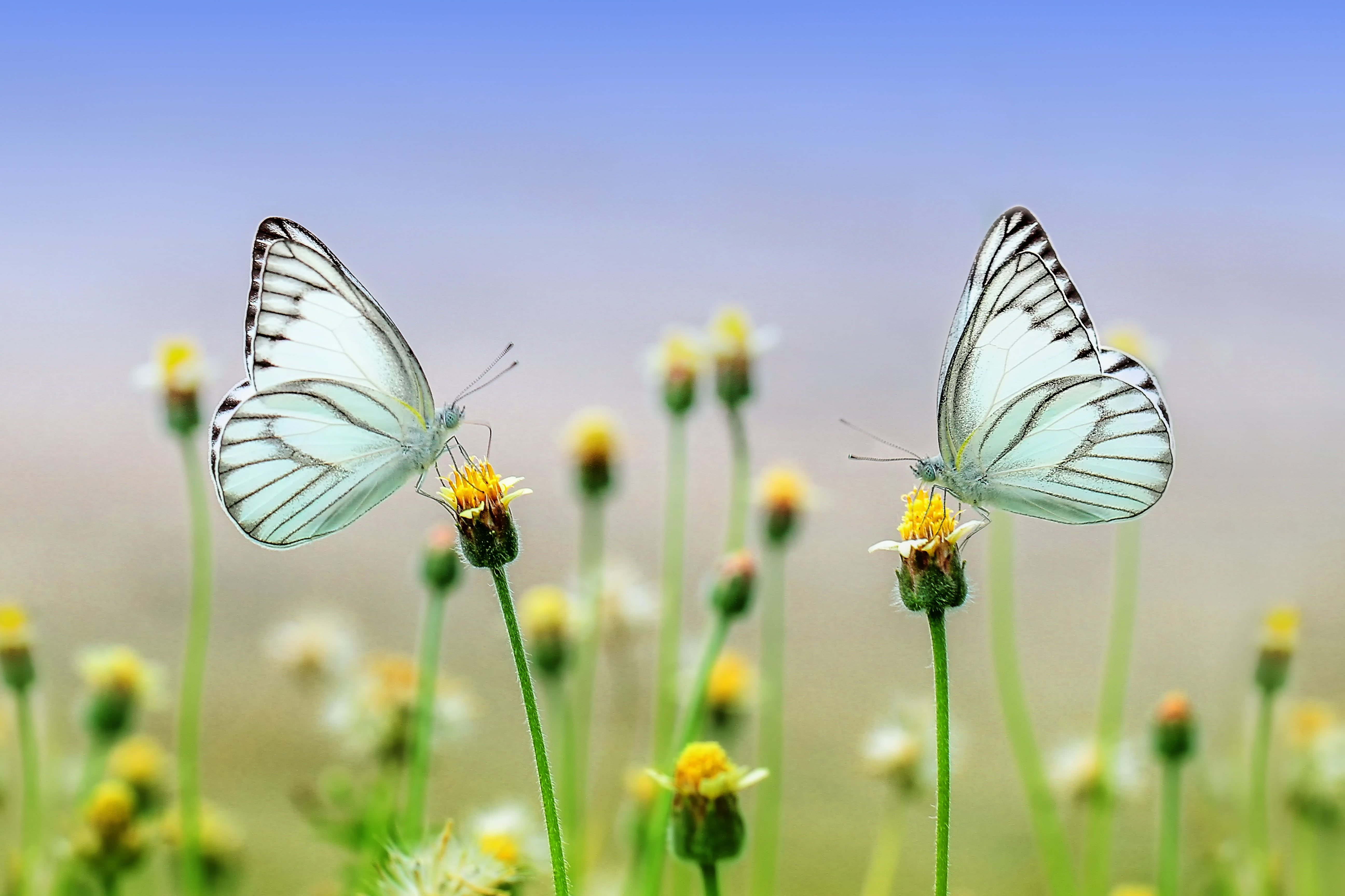Butterflies Nature - HD Wallpaper 