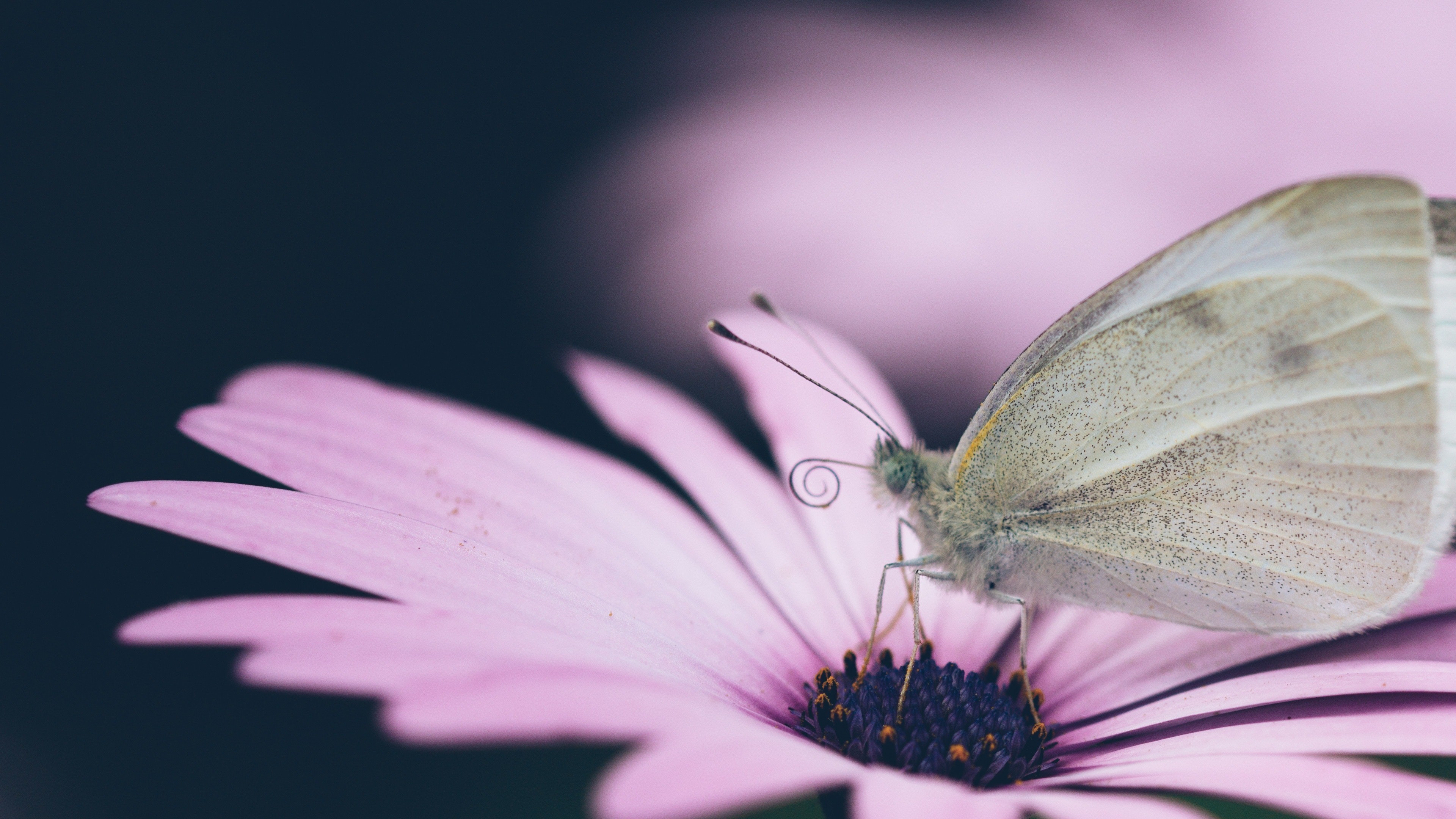 Cute White Butterfly On Pink Flower 4k Wallpaper - Butterfly - HD Wallpaper 
