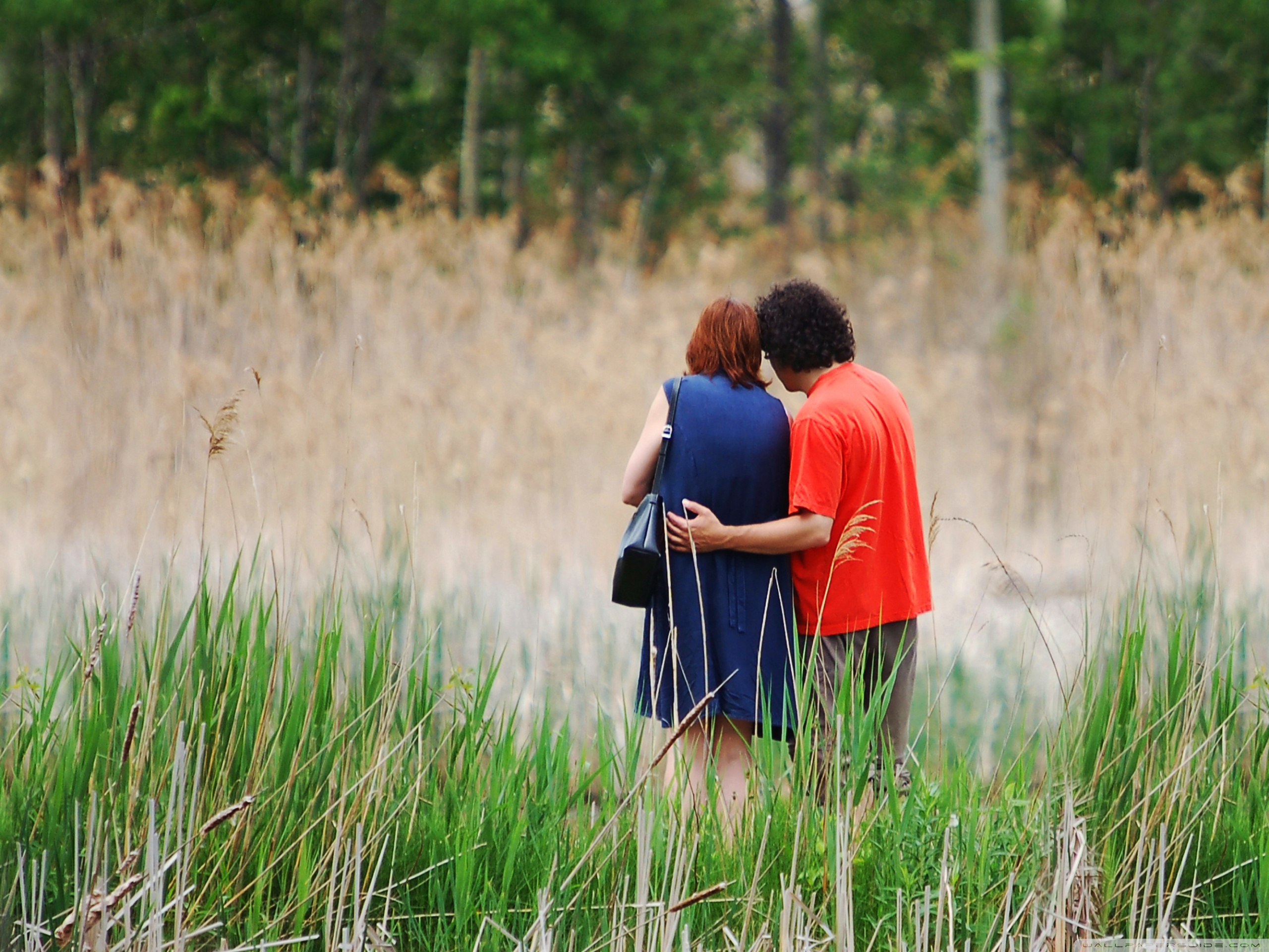 Wallpaper - HD Wallpaper 