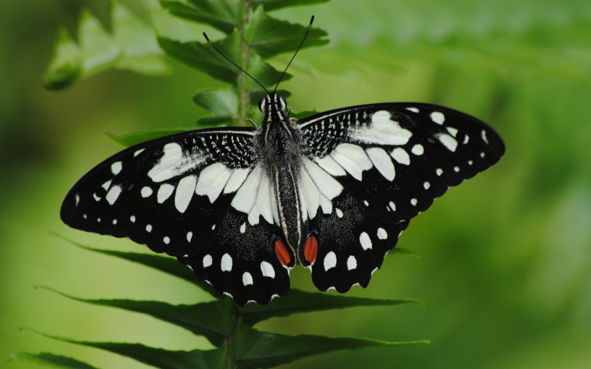 Insects Butterfly Nature Insect Summer Outdoors Wing - 1440p - HD Wallpaper 
