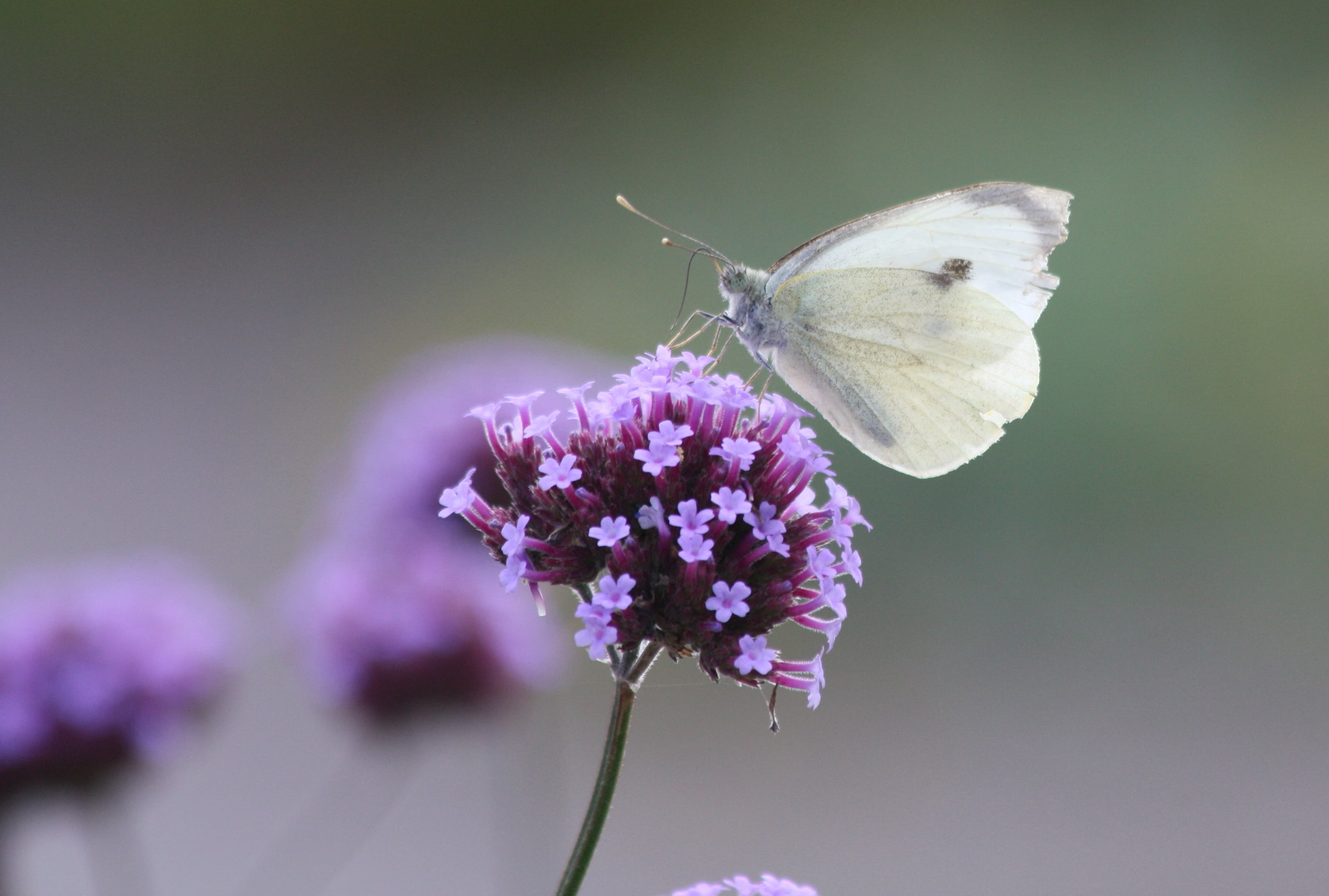Cabbage Butterfly - HD Wallpaper 