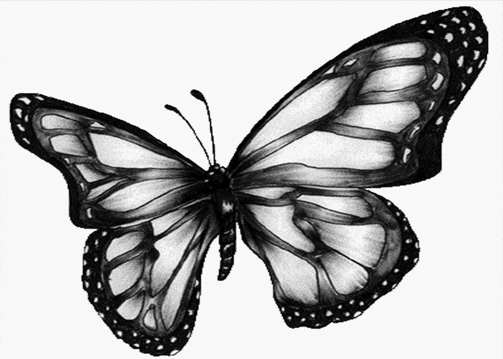 Butterfly Black And White - Butterfly Gif White Background - HD Wallpaper 