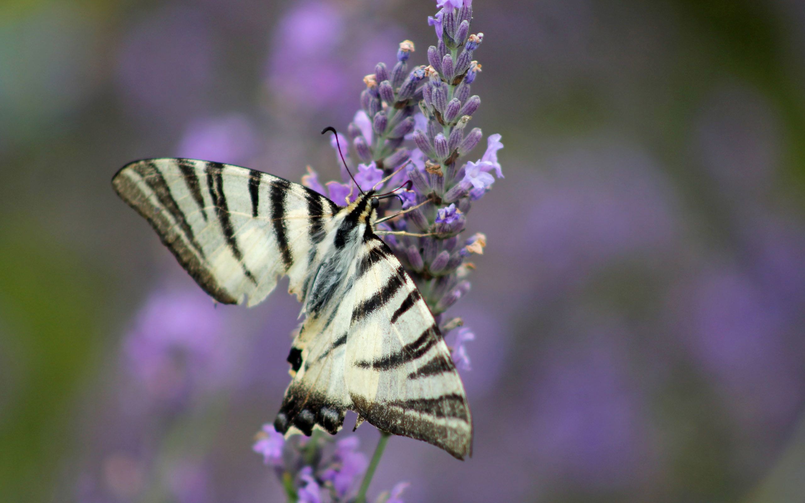 Papilio Machaon - HD Wallpaper 