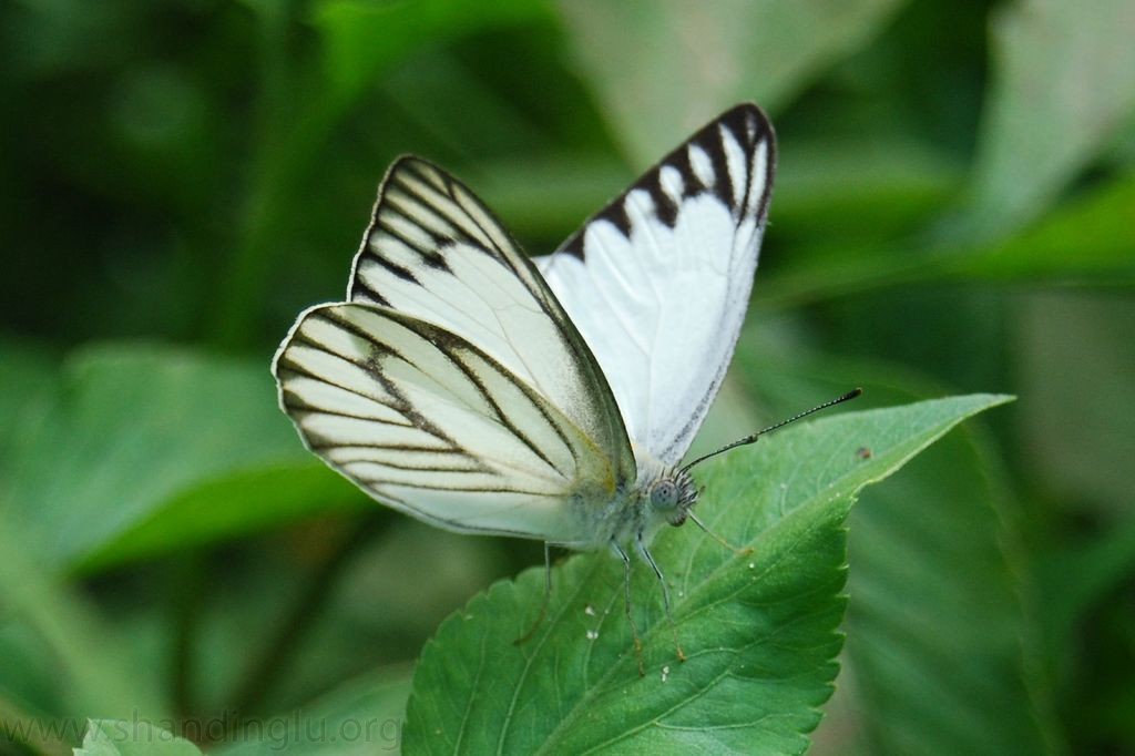 Colourful Beautiful Butterflies Hd Wallpapers - White Butterfly Images Hd - HD Wallpaper 