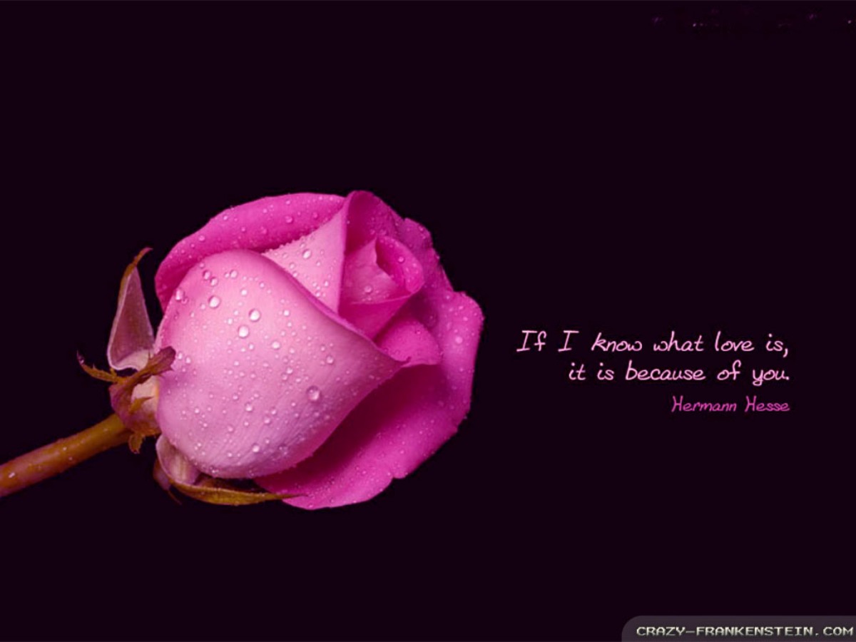 New Romantic Photos And Pictures, Romantic Hd Wallpapers - Romantic Quote About Flowers - HD Wallpaper 