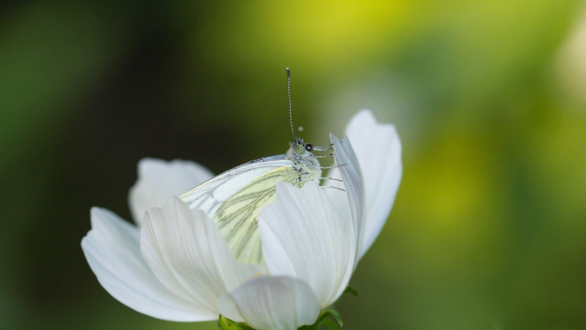 White Brimstone Butterfly On White Flower - White Butterfly Stream - HD Wallpaper 