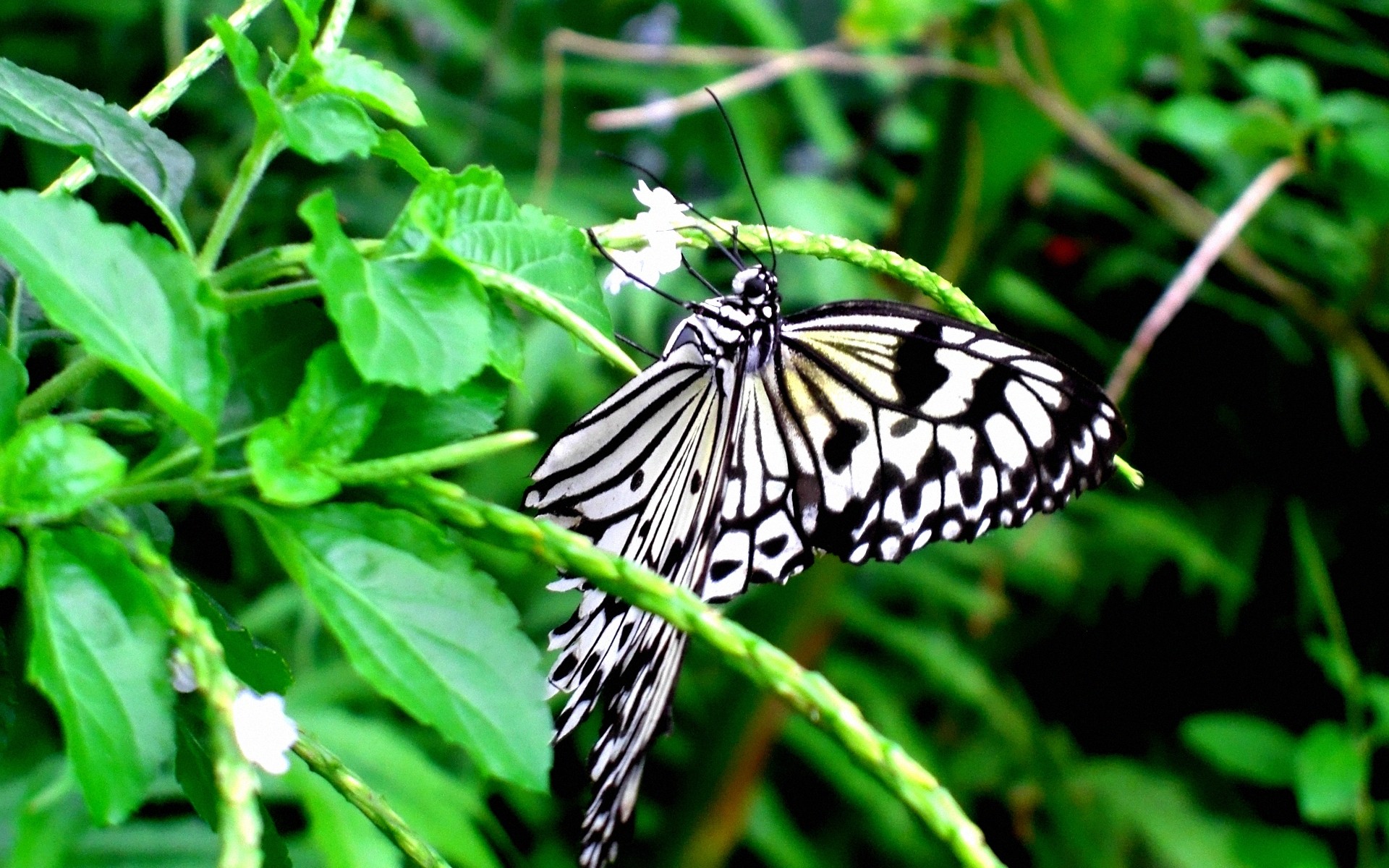 Black And White Butterfly 1920x1200 Wallpaper teahub.io