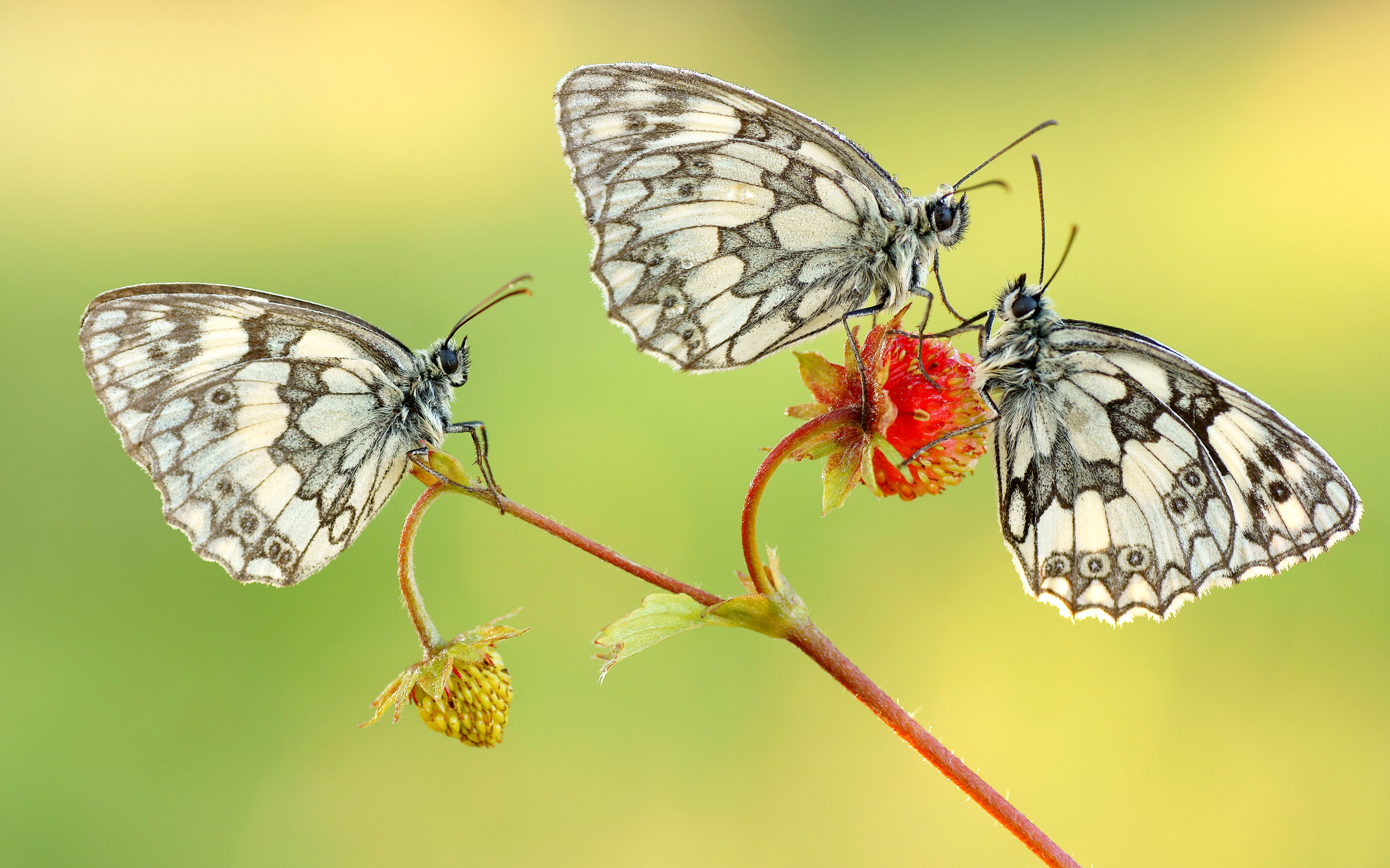 White Butterfly Wallpaper - HD Wallpaper 