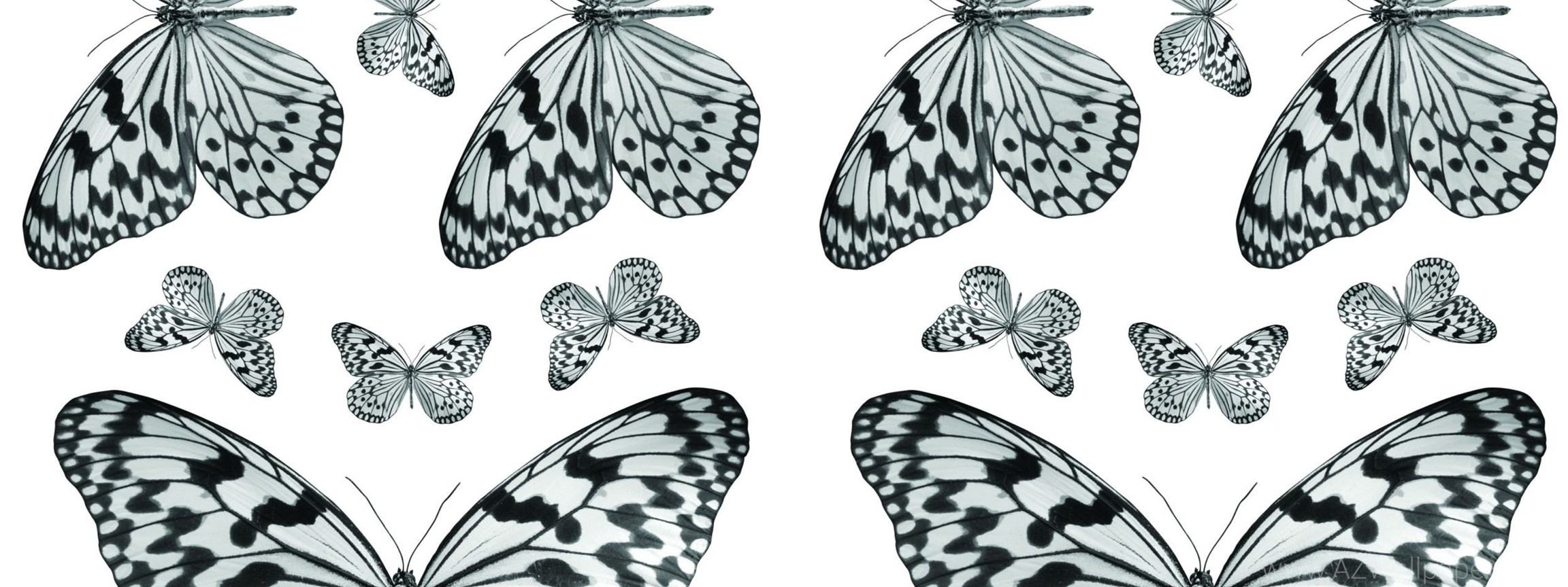 White Butterfly Wallpaper 2304x864 Wallpaper teahub.io