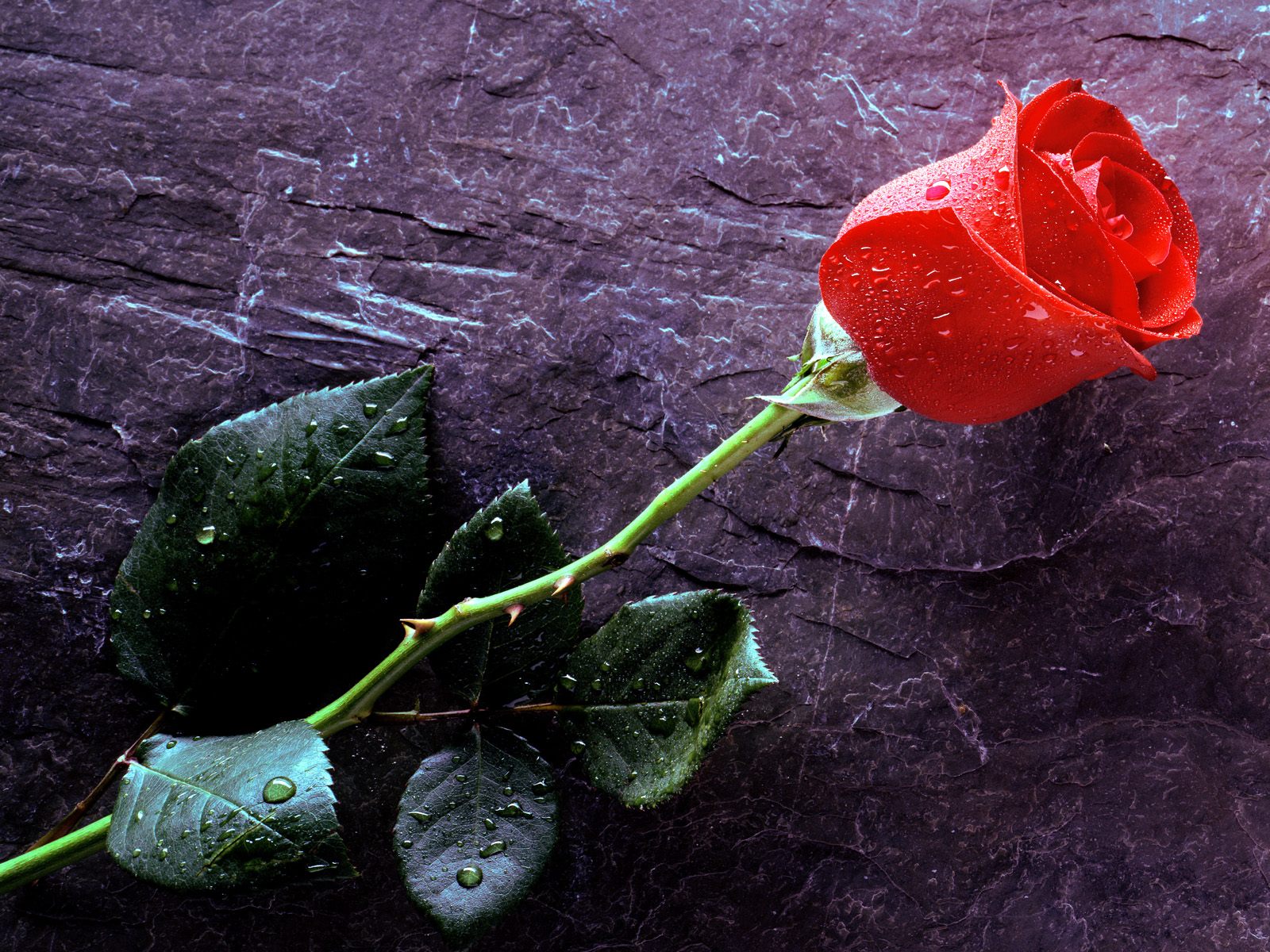 Wet Red Rose - HD Wallpaper 