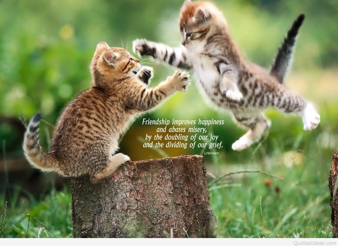 Happy Friendship Day Wallpapers - Animal Hd - HD Wallpaper 