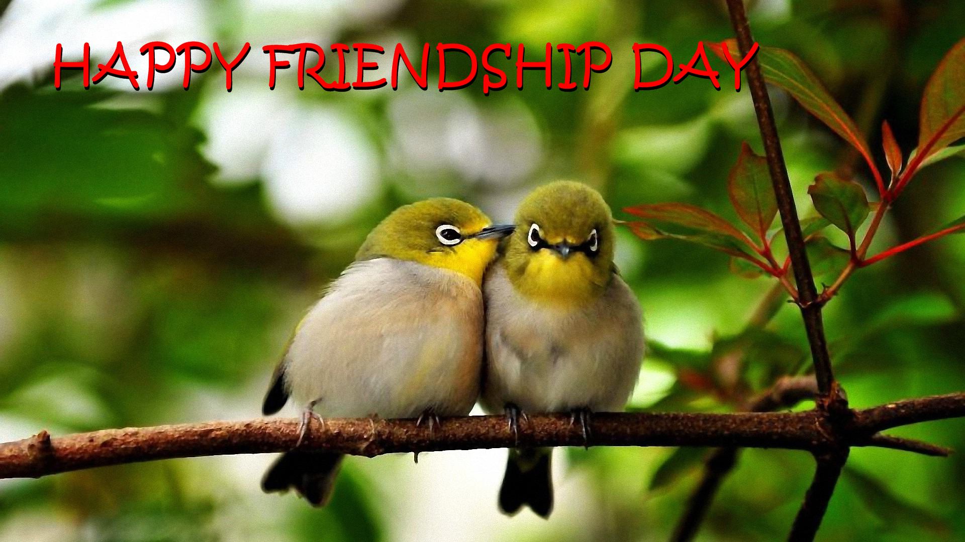 Friendship Day Images With Birds - HD Wallpaper 