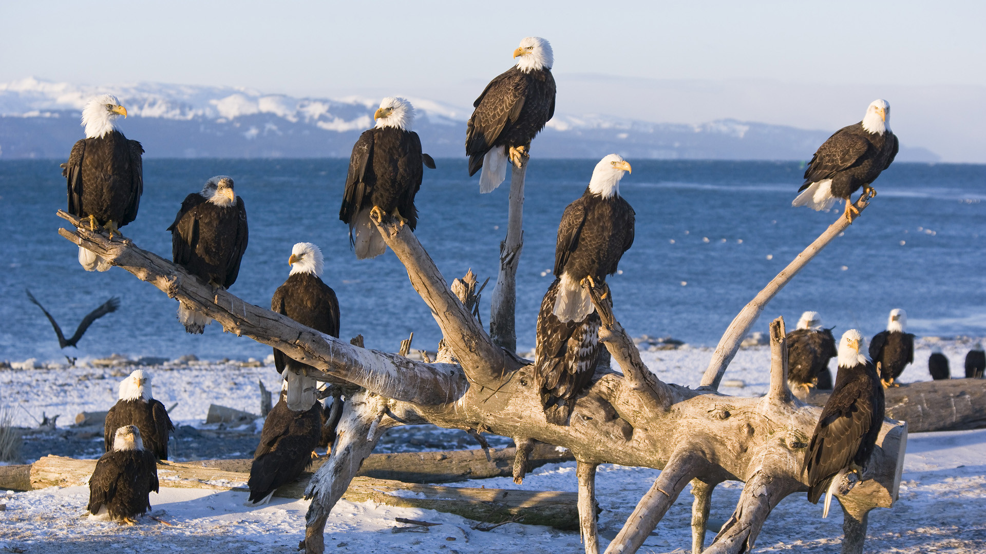 Bald Eagles - HD Wallpaper 
