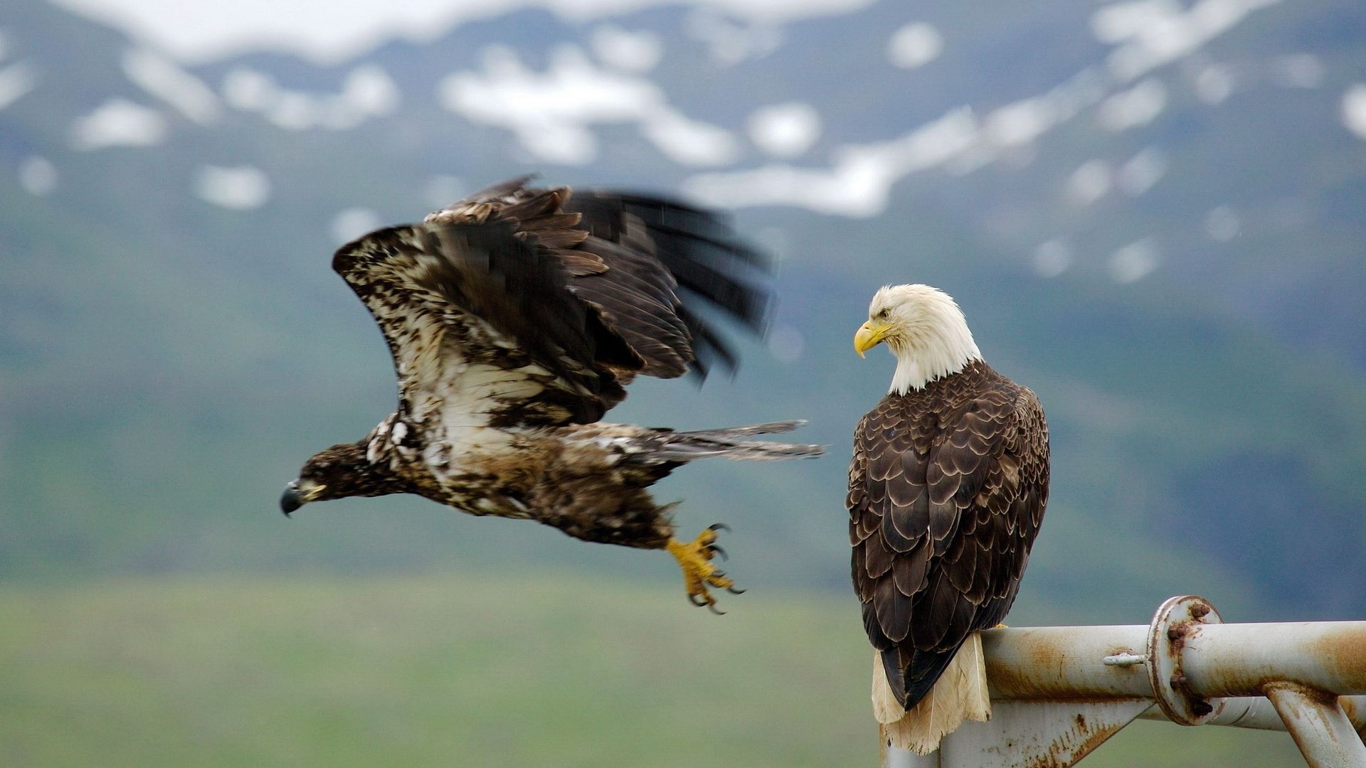 Hd Widescreen Bald Eagle Wallpaper Wp6801141 
 Data - Hd Wallpapers Eagle Full Hd - HD Wallpaper 