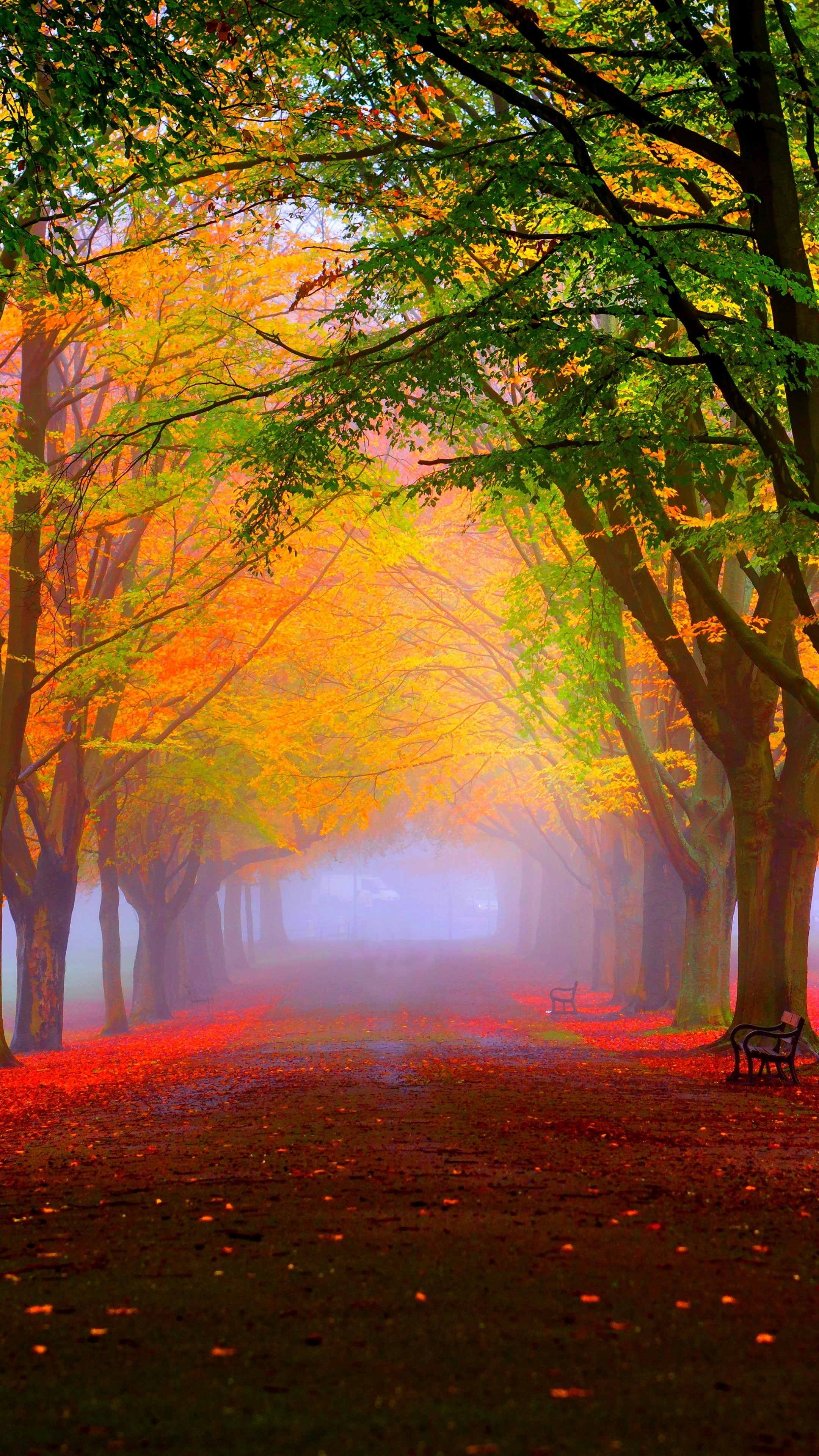 Autumn Leaves Falling Hd - HD Wallpaper 