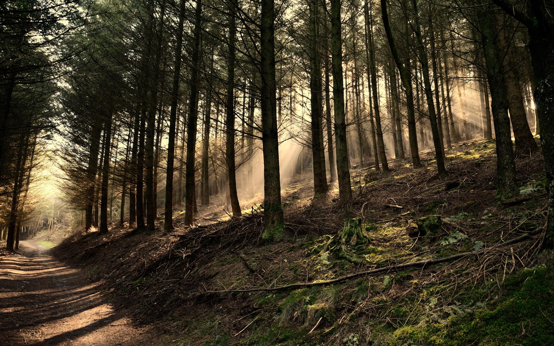 Woods Hd - HD Wallpaper 