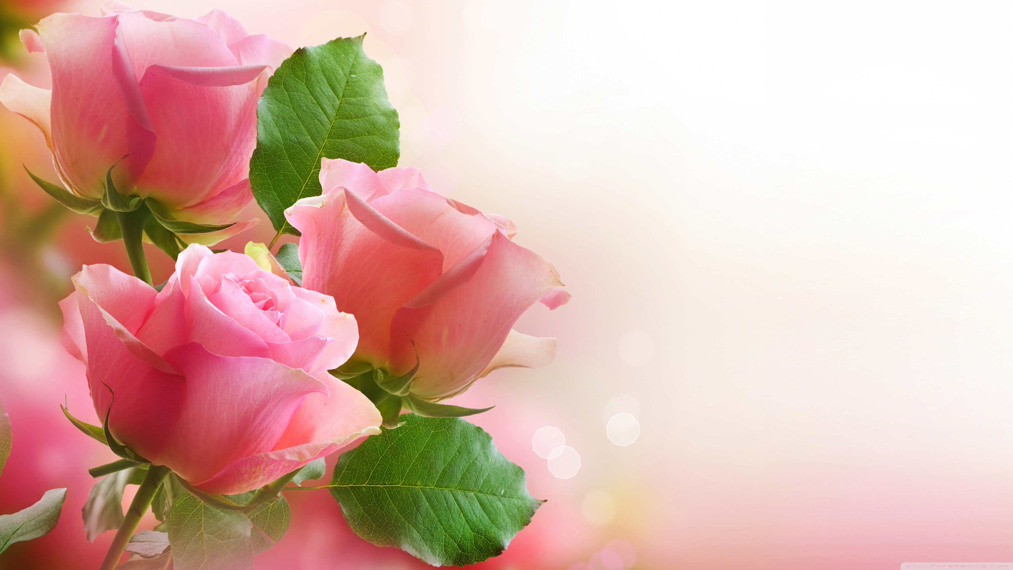 Pink Roses Images Hd - HD Wallpaper 
