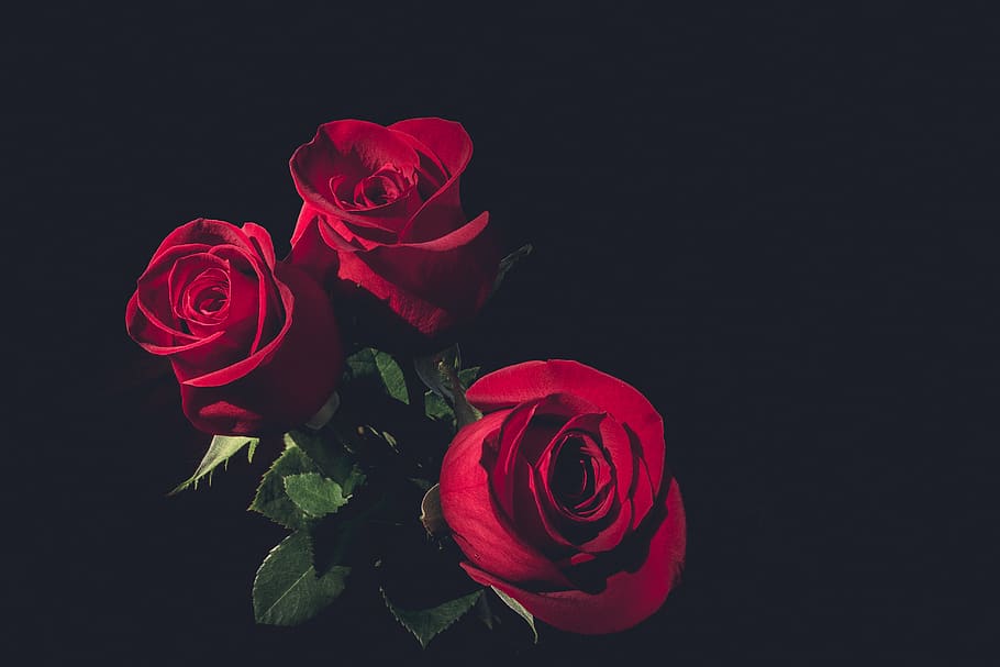 Brazil, São Paulo, Rose, Flower, Nature, Beauty, Rose - HD Wallpaper 