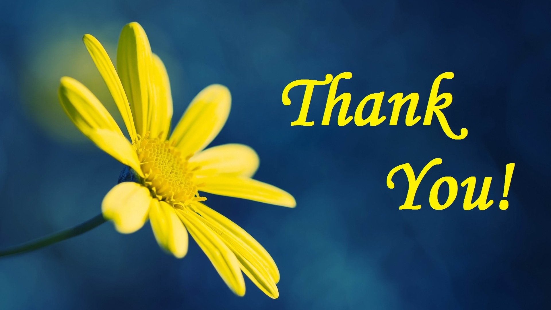 Thank You Images - Thank You Picture Hd - HD Wallpaper 
